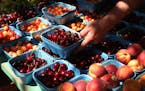 Greg Ketchum put a fresh crate of cherries out for sale at the Patnode's stand, which workers say is the oldest at the farmers market. ] ANTHONY SOUFF