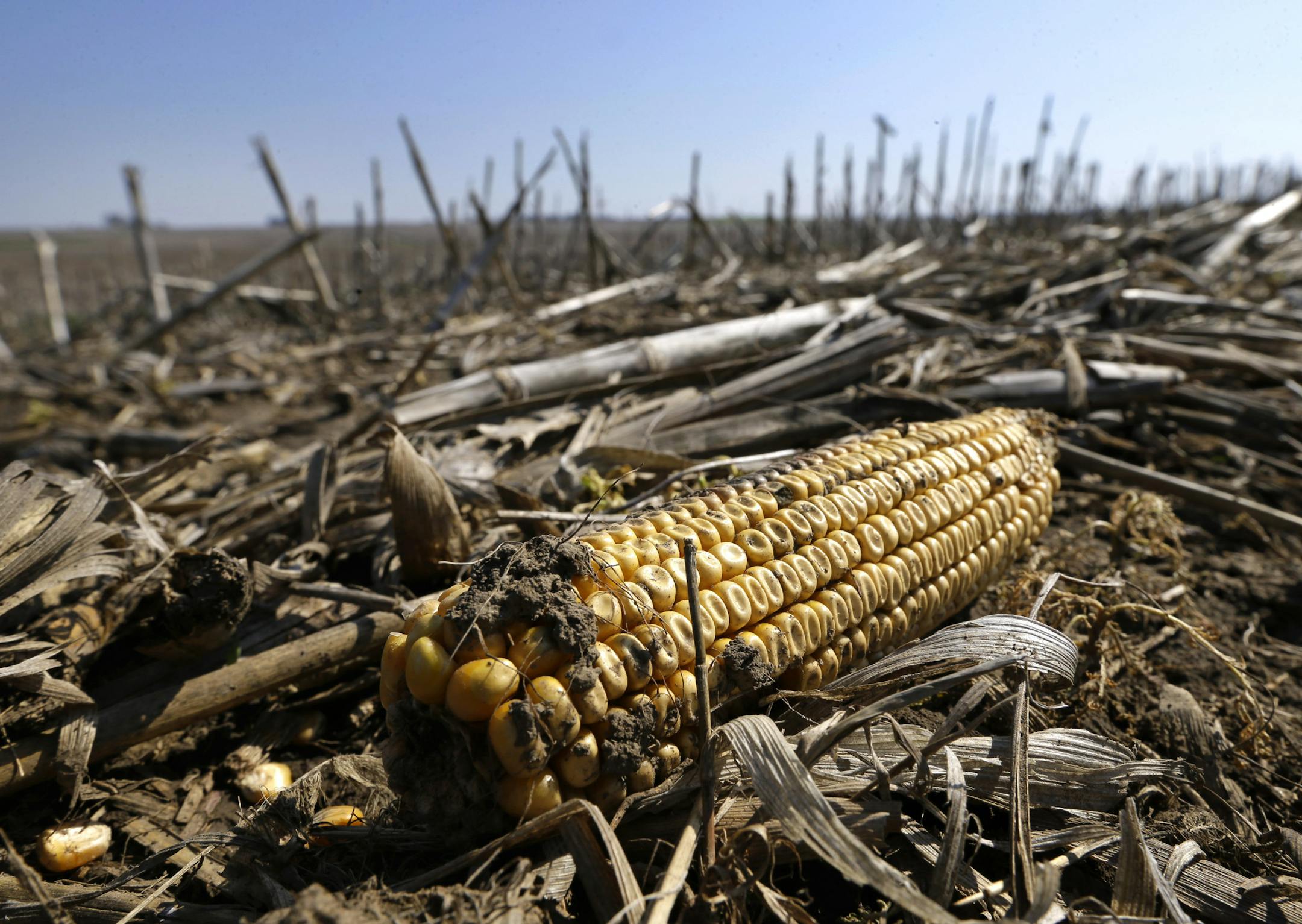 A ear of corn from last year's harvest lies in a wet field on a farm, Tuesday, May 7, 2013, near Carlisle, Iowa. The USDA's weekly crop progress report showed that just 12 percent of the nation's cornfields have been sown, about one-fourth of the typical pace over the past five years. The numbers have been even worse in the biggest corn-producing state, Iowa, where only 8 percent of the corn crop is in the ground, down from 62 percent the same time last year. The USDA says it's the slowest plant
