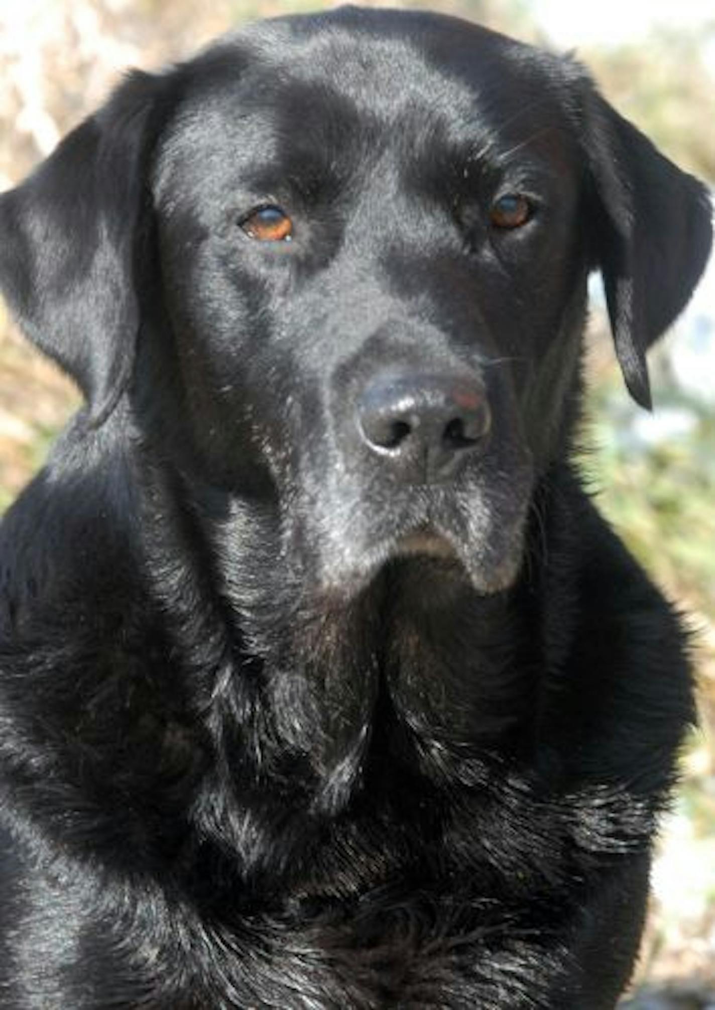 Sage, a black Labrador.