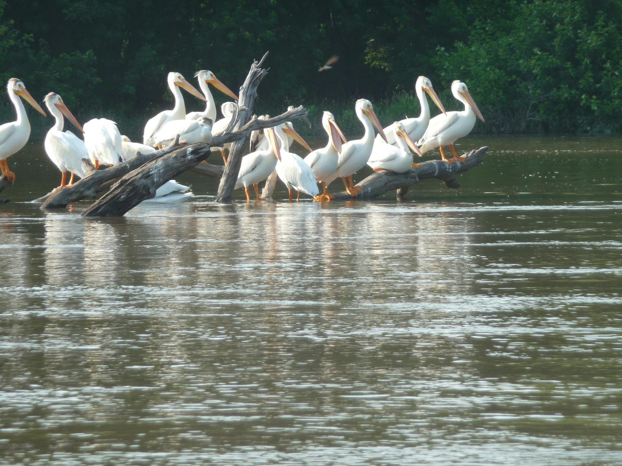 The population of American White Pelicans has been recovering steadily along the Minnesota River.