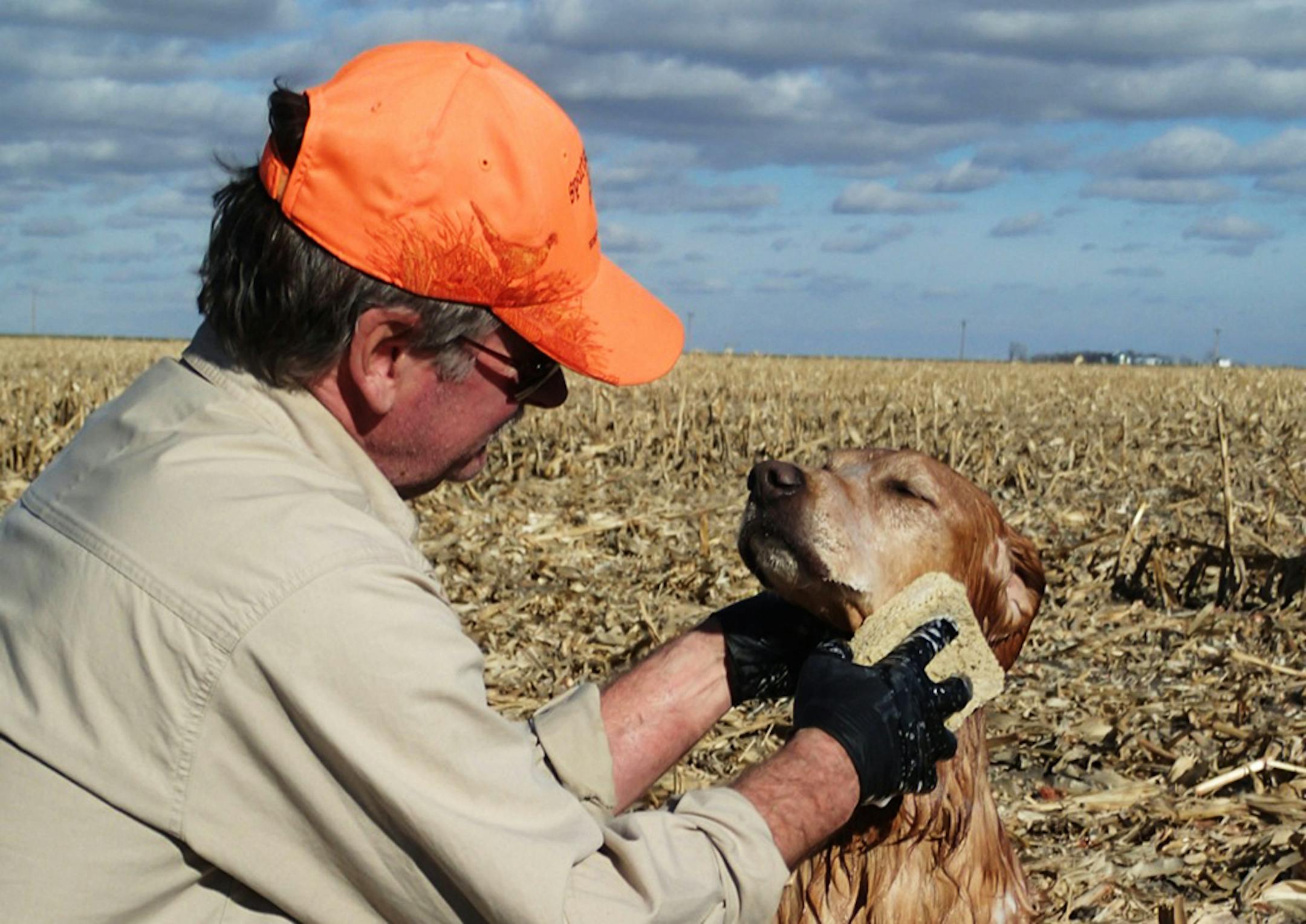 Mike Porter of Minneapolis bathes his golden retriever, Bo, with a solution of hydrogen peroxide, baking soda and detergent to try to rid the dog of skunk odor after an encounter with a skunk last fall in South Dakota. It was Bo's seventh encounter with a skunk.