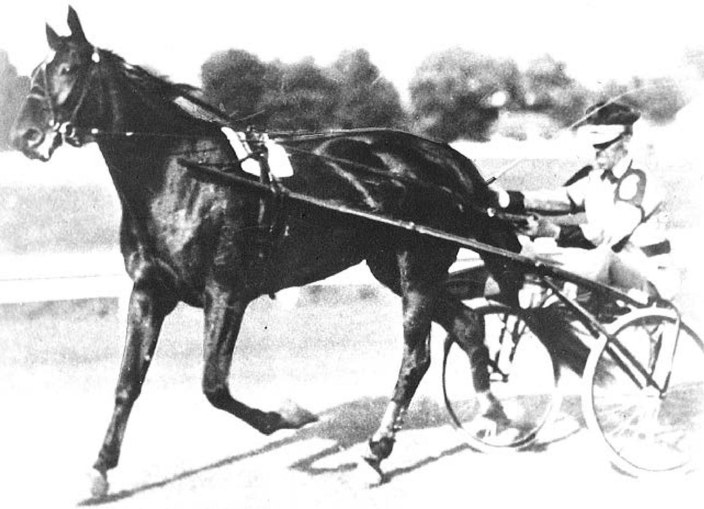 George Loomis, harness racer