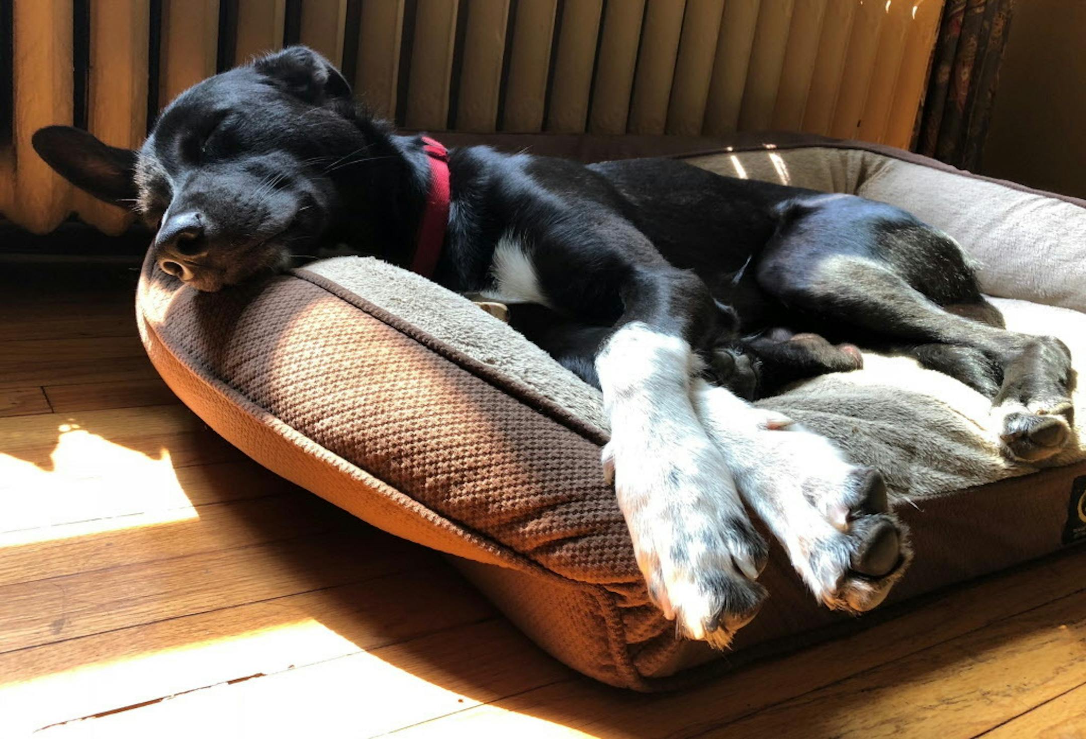 Angus can fall asleep anywhere, but at night he has been confined to a kennel. Now that he is 9 months old, it might be time to let him out of the crate.