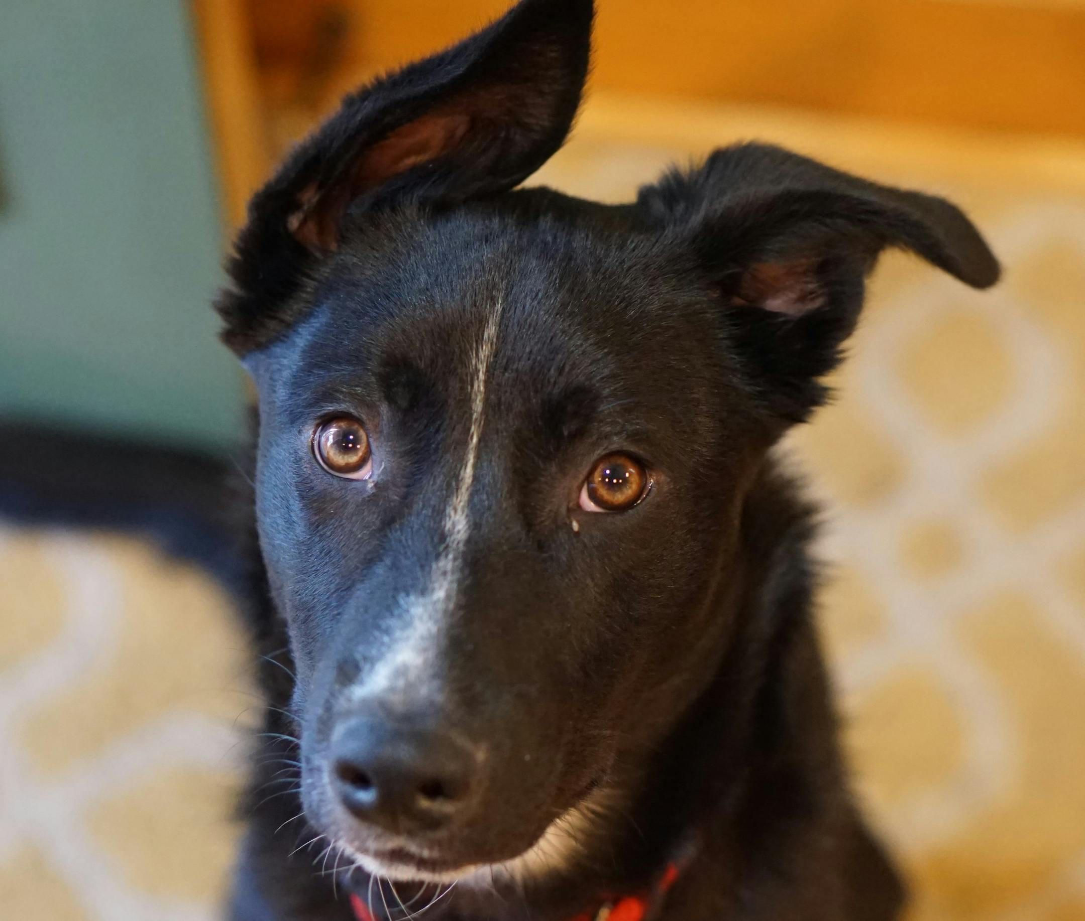 Staff photo by Doug Iverson
The border collie and cattle dog are apparent in Angus's face--but he's got a lot more in him, as a DNA test shows.