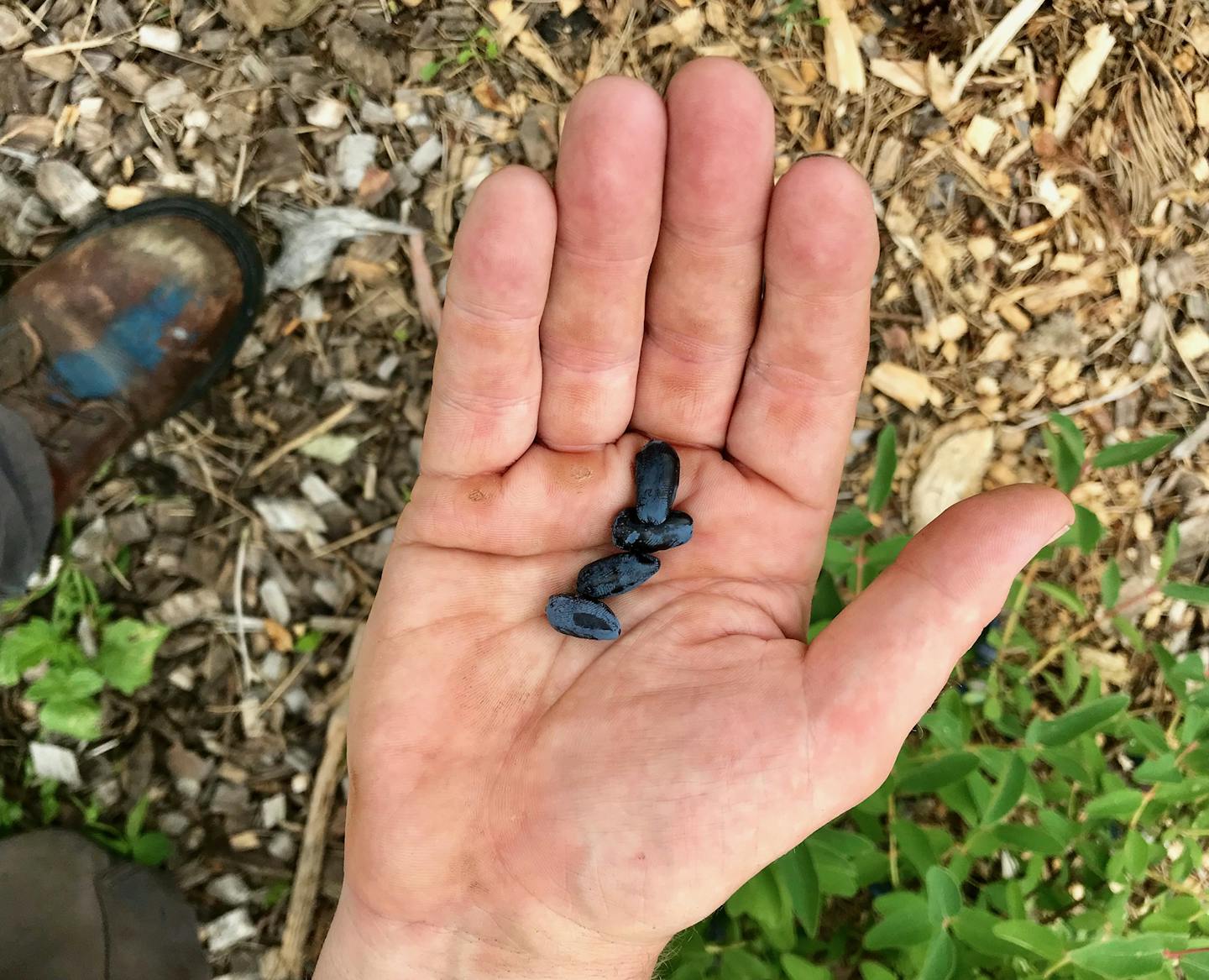 Honey berries from Locally Laid in Wrenshall, Minn.