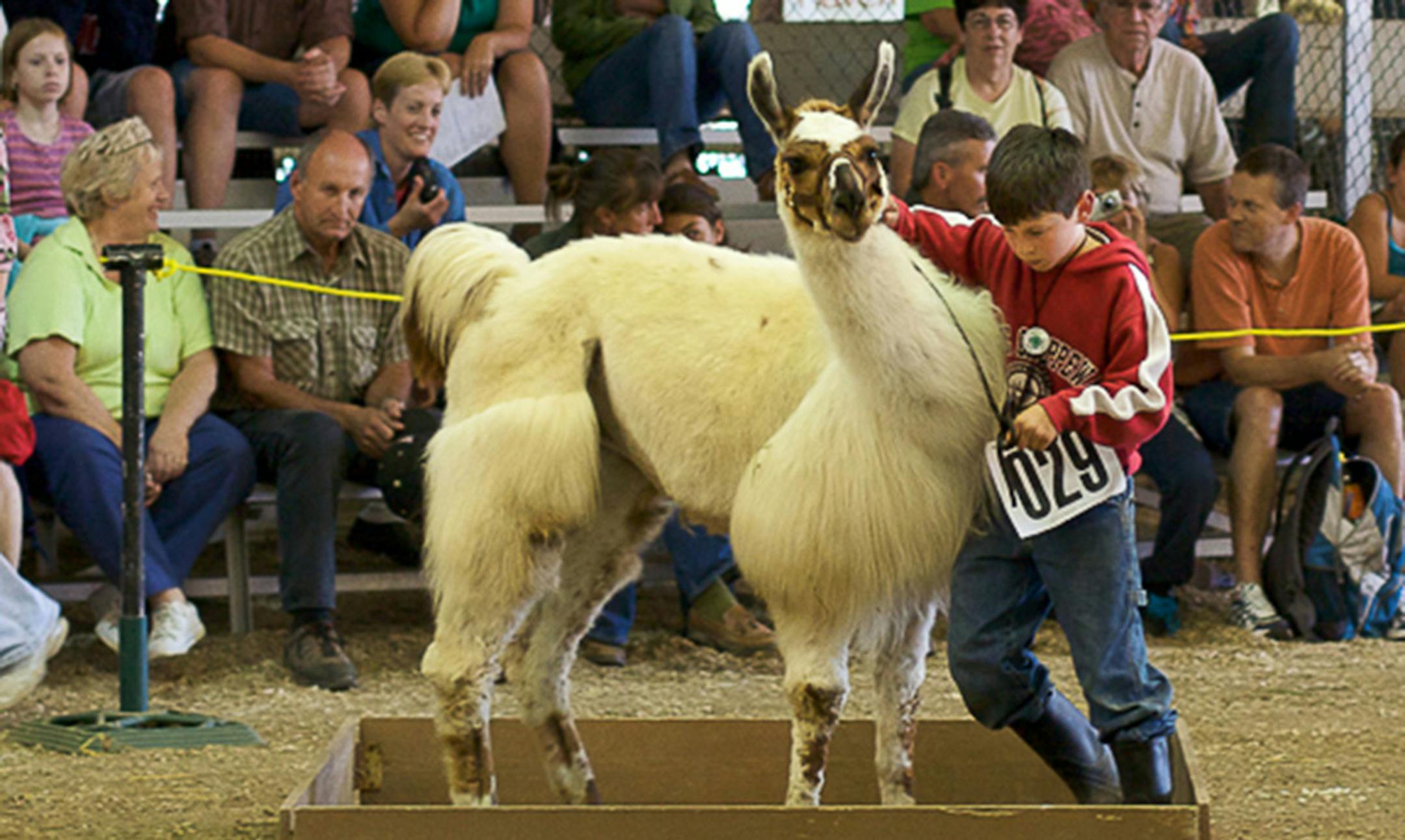 Provided by the Minnesota State Fair Llama showing isn't always as easy as one would think.