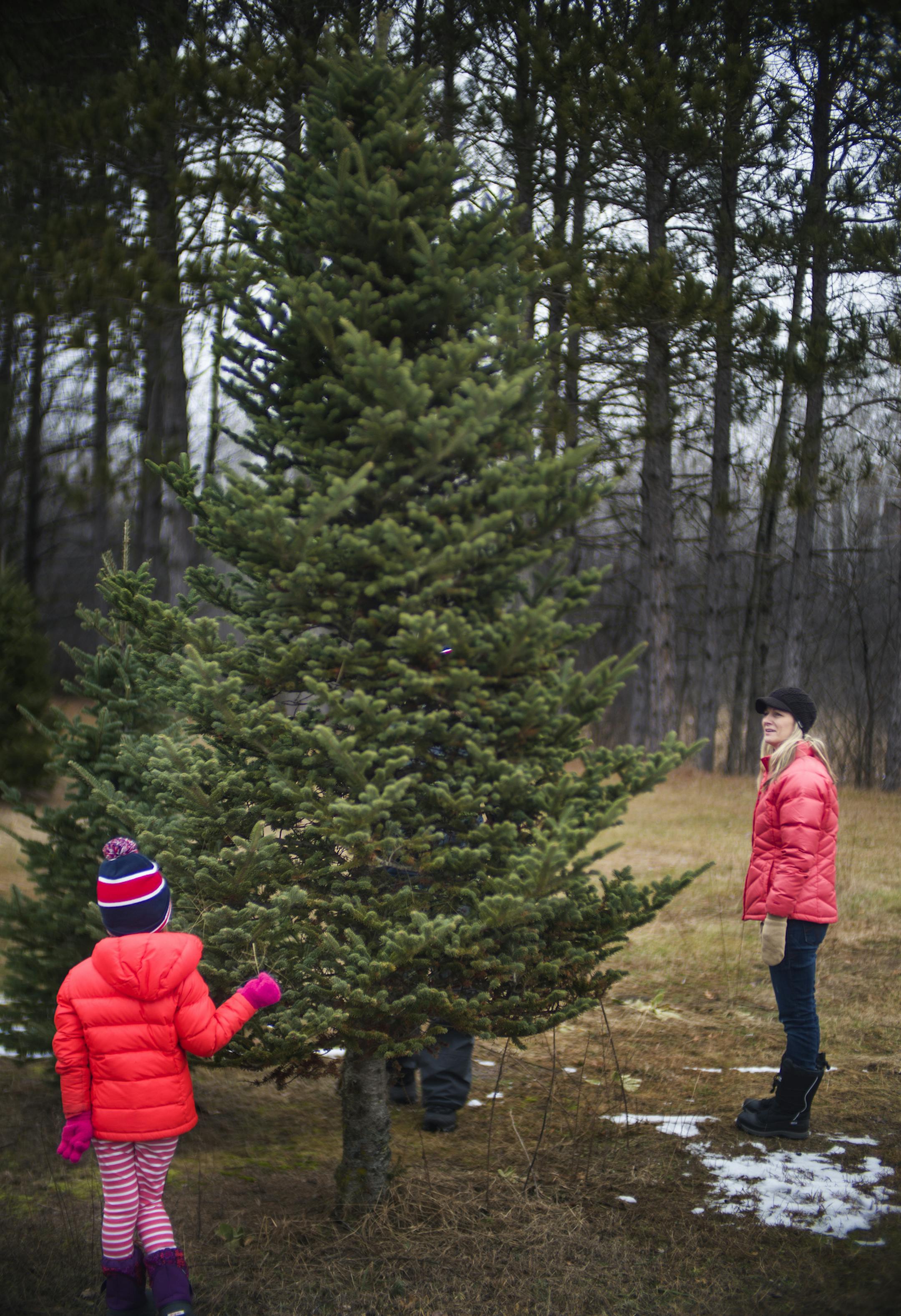 In Forest Lake at Russ Mansmith's tree farm, Sienna,8, and her mother Mary Bacha of Hugo check out a candidate for their Christmas tree.]Richard Tsong-Taatarii/rtsong-taatarii@startribune.com