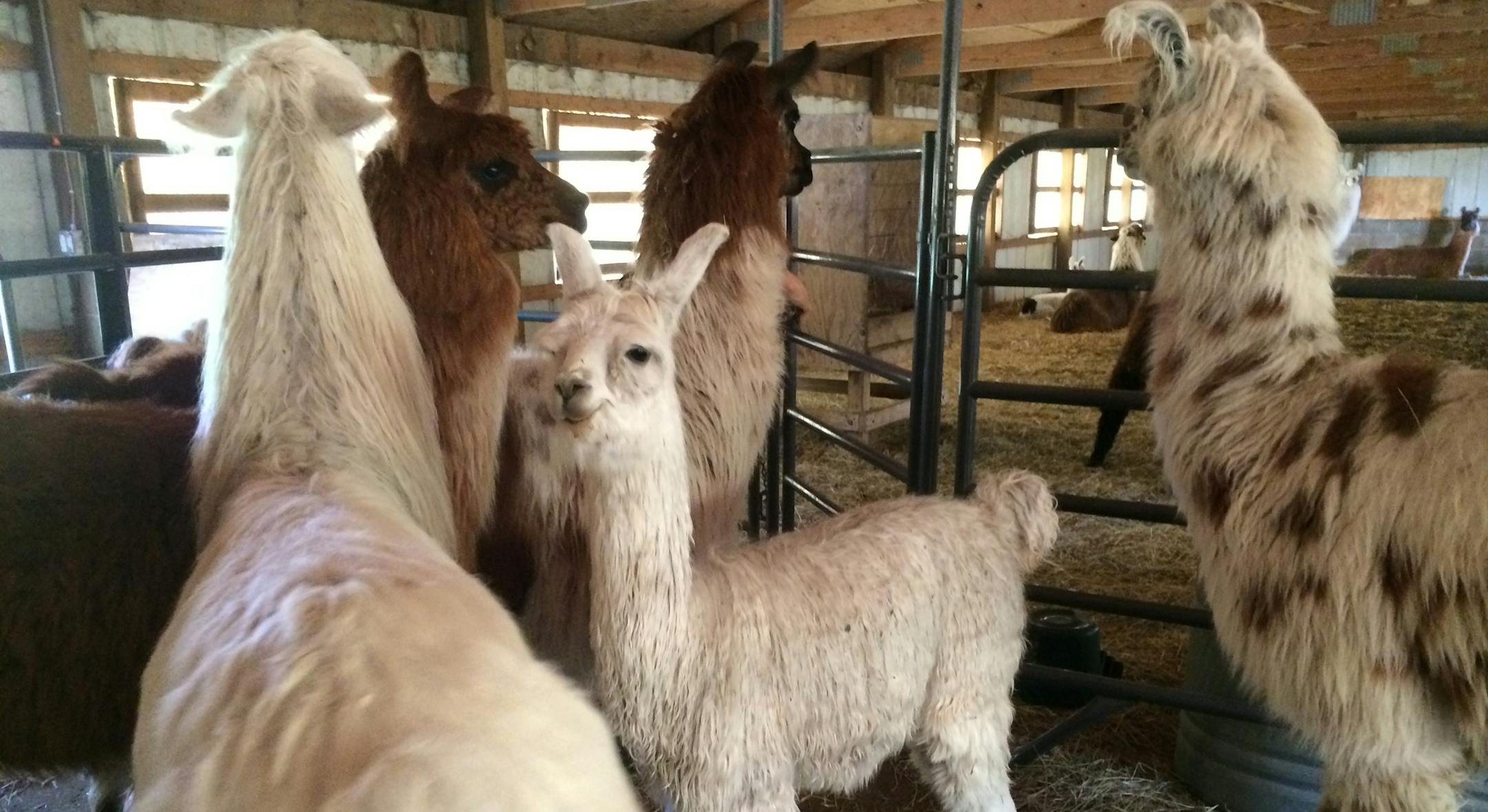 A group of miniature llamas huddle in the middle of a barn at a farm several miles south of downtown Hastings, waiting to be sheared.
