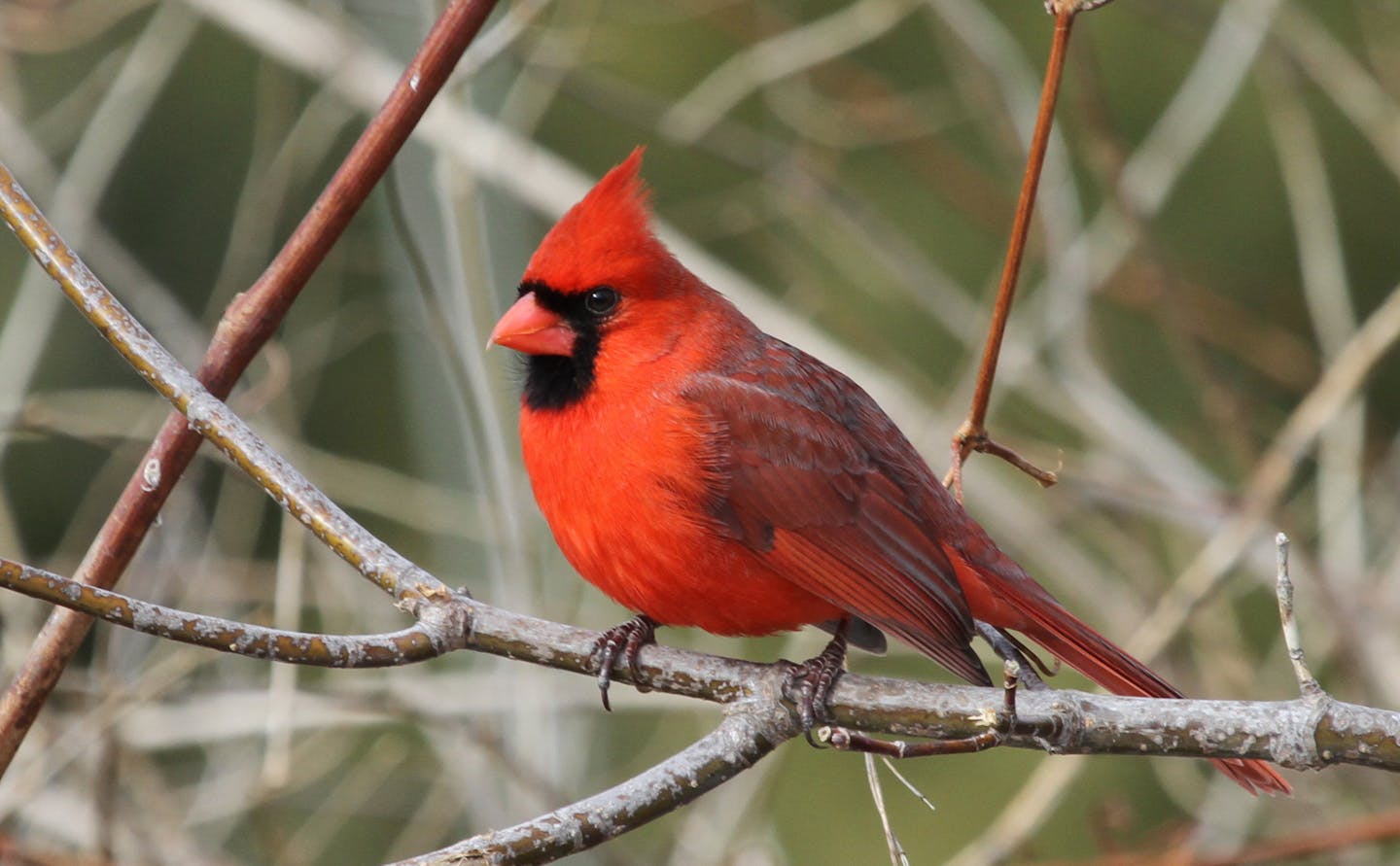 Photos by Don Severson Male and female cardinals get their gorgeous red feathers from the berries, nuts and seeds they eat. A female may assume that a redder male makes a better partner.