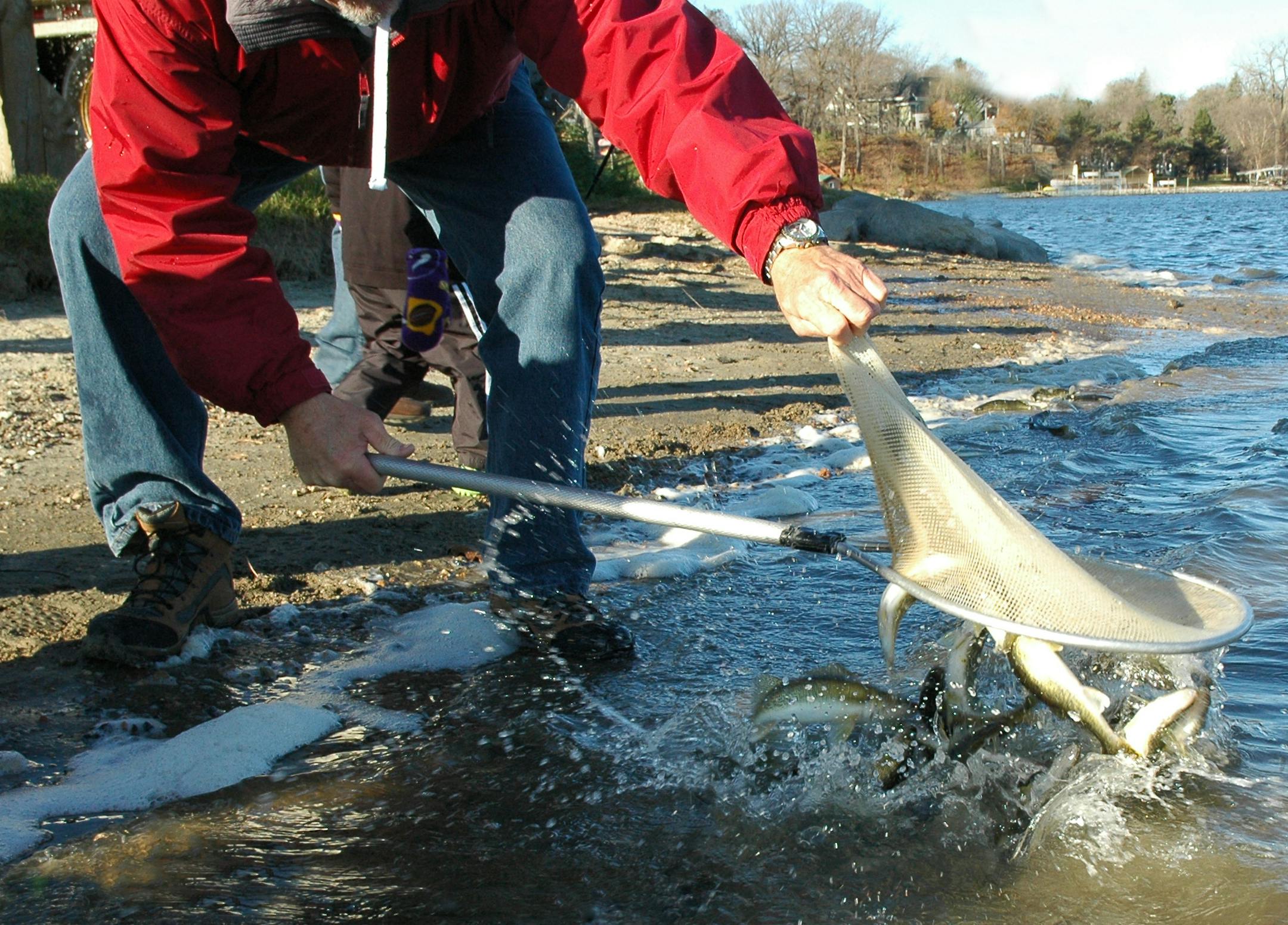 Volunteers dropped 10,500 walleyes into Lake Minnetonka on Oct. 31, 2014 as part of the privately-funded Westonka Walleye Program. Photo submitted by the Westonka Walleye Program.