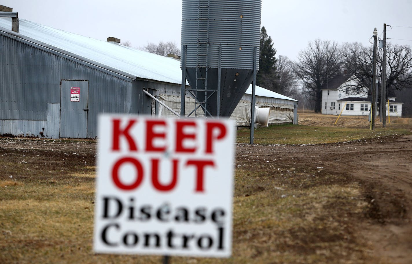 A turkey farm effected by the bird flu Thursday, April 9, 2010, in Melrose, MN.](DAVID JOLES/STARTRIBINE)djoles@startribune.com DNR officials scour the banks of the Sauk River for waterfowl droppings, hoping to find a link to a bird flu that is sweeping through turkey-producing country. Nine Minnesota turkey farms have been hit by the bird flu in recent days.