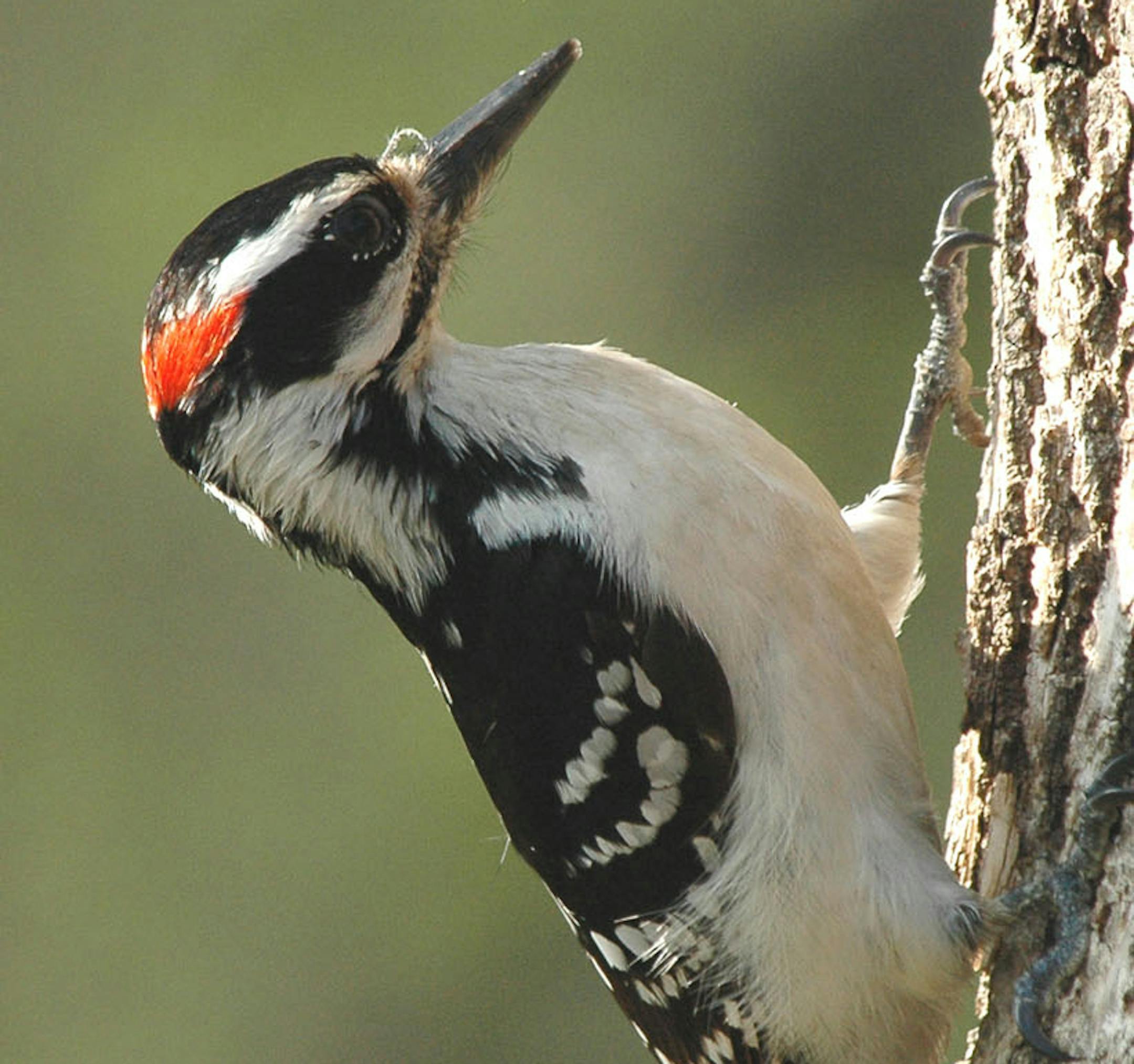 Hairy woodpecker, male credit: Jim Williams
