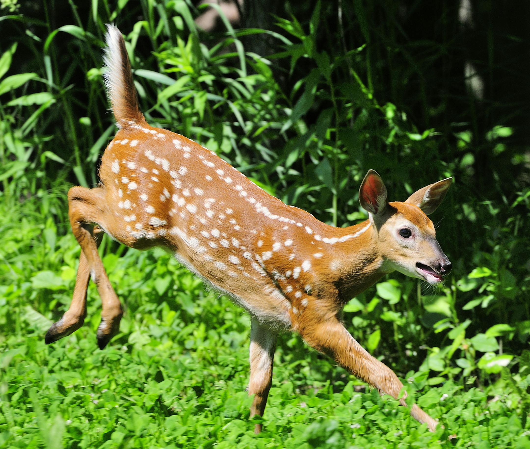 DO NOT USE! ONE-TIME USE WITH BILL MARCHEL COPY ONLY. Photo by Bill Marchel. Marchel captured this image of a young whitetail by anticipating its movements and having his camera set appropriately.