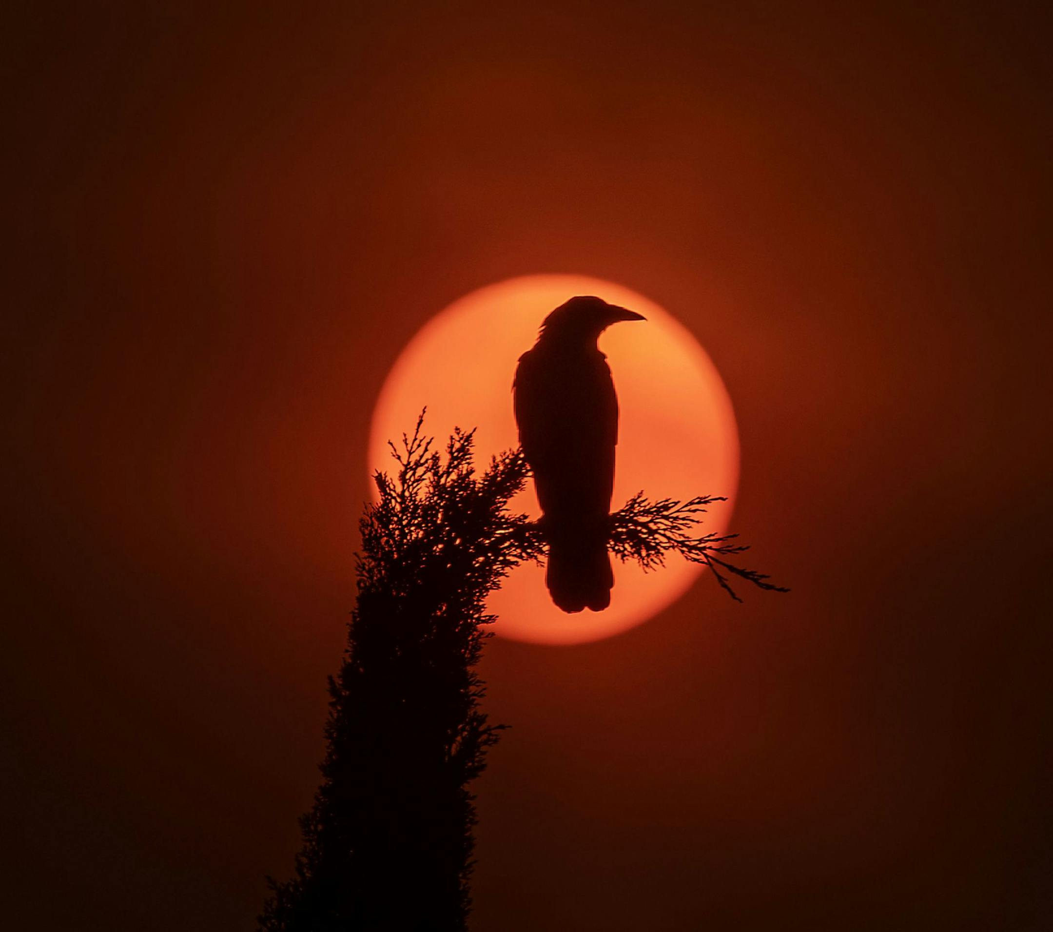 GARDEN GROVE, CA - SEPTEMBER 09: A crow sitting on a Cypress Tree is silhouetted by the sun, which is partially obscured with ash from Southland wildfires at the Christ Cathedral in Garden Grove Wednesday, Sept. 9, 2020. With so many fires burning, millions of people in the Bay Area, Central Valley and parts of Southern California are breathing dangerous levels of particle pollution. (Allen J. Schaben / Los Angeles Times/TNS) ORG XMIT: 1766895