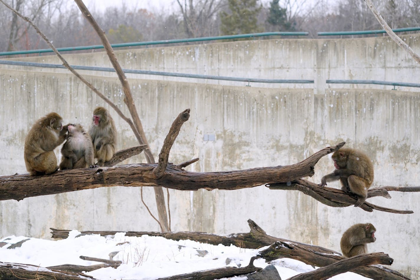 Star Tribune file photo: Several snow monkeys interact inside their enclosure at the Minnesota Zoo in Apple Valley.The coronavirus pandemic has blown a $6 million hole in the Minnesota Zoo budget as it begins to think about reopening.