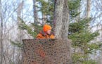 Brian Anderson of Champlin overlooked a northern Minnesota swamp near Cook on Saturday, opening day of the Minnesota firearms deer season.