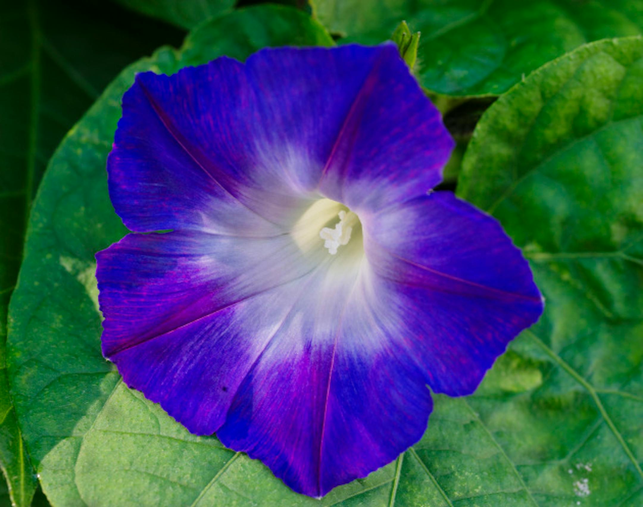 DAVID BREWSTER ¥ dbrewster@startribune.com       Tuesday  09/29/10  Eden Prairie    The Pichas of Picha Farms in Eden Prairie have been named Hennepin County's farm family of the year. The farm began as an 80 acre wheat and dairy farm. In the late 1960'\u2022s the family had to sell a large portion of their land because of rapid development in Eden Prairie.  ]      Terry, a University of Minnesota graduate has a patent on a morning glory variety that has developed.