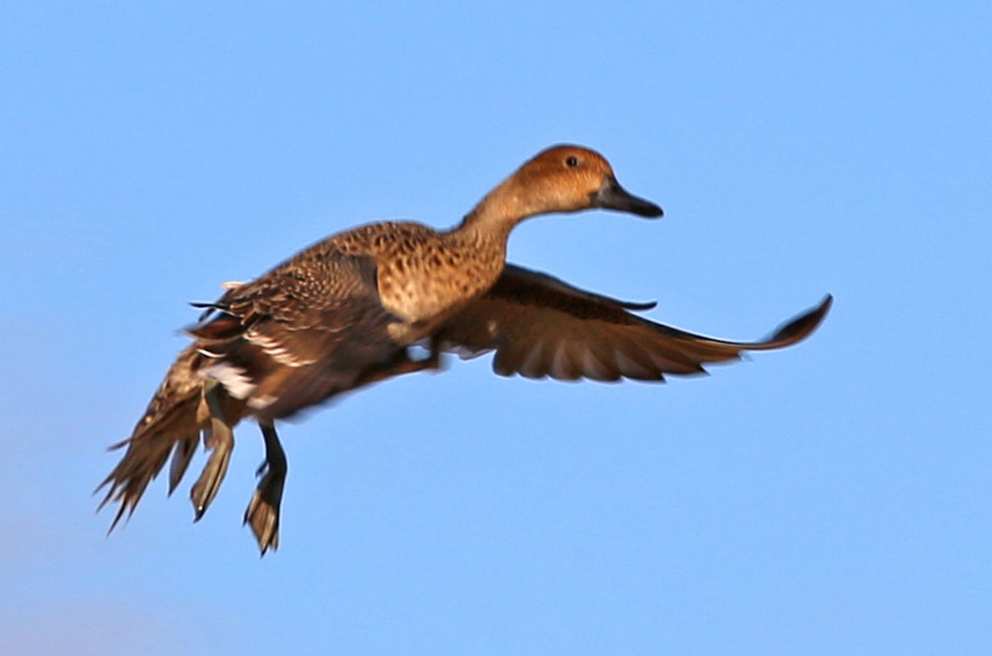 The last bastion for breeding ducks in the continental U.S., North Dakota experienced good duck production last summer due in part to sufficient numbers of ponds and potholes, though the eastern half of the state has grown signficantly drier in recent montghs.