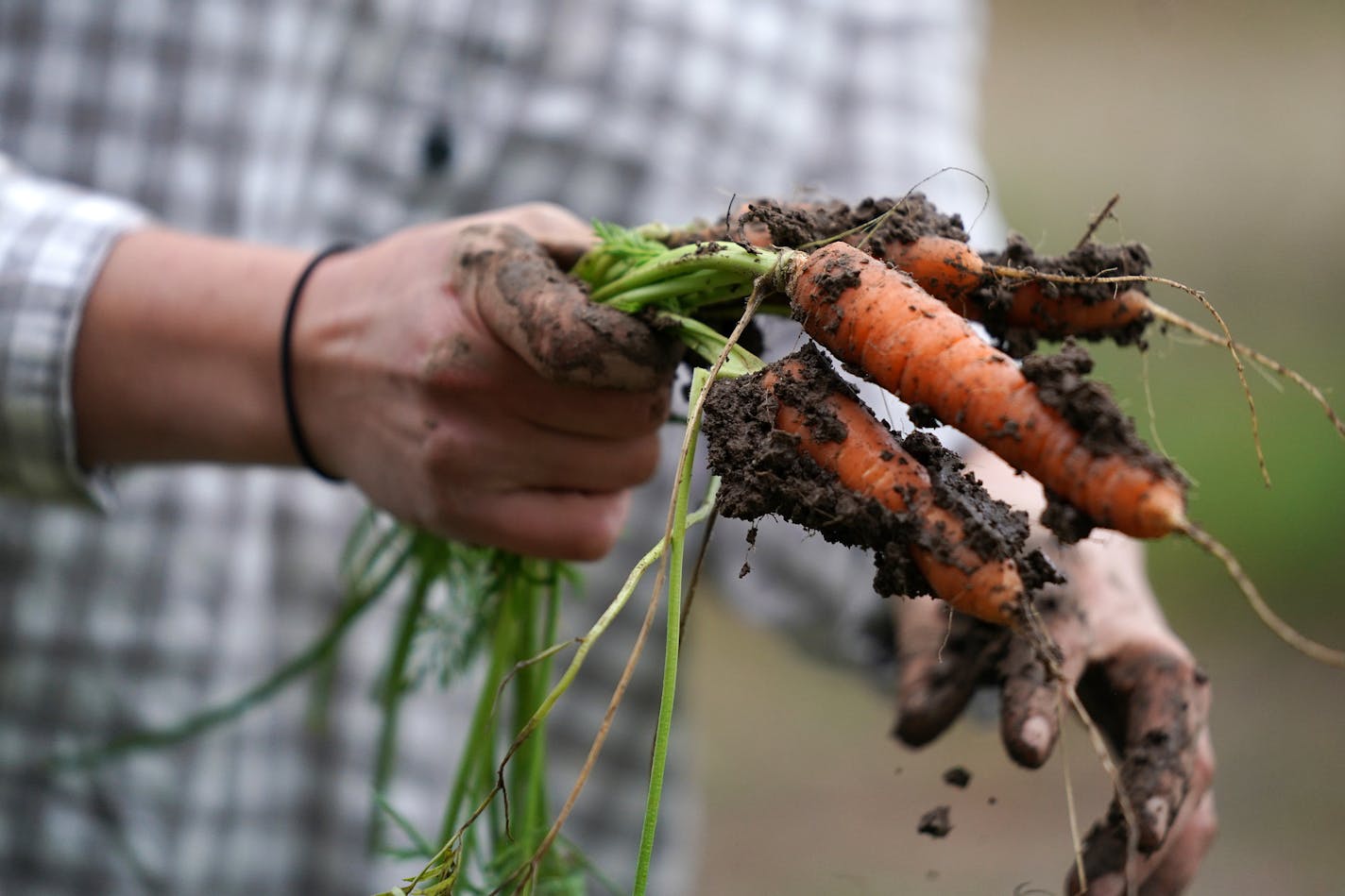 Kristin Pearson cleared dirt from carrots as she harvested them at her rented land. ] ANTHONY SOUFFLE &#x2022; anthony.souffle@startribune.com Vegetable farmer Kristin Pearson harvested carrots along with her field manager Jay Acker Wednesday, Oct. 23, 2019 at her rented land in Oronoco, Minn. Pearson is currently working to buy land near Lake City. Starting out in farming is more difficult than it's ever been, thanks to high land prices and high capital costs. If you want to get into convention