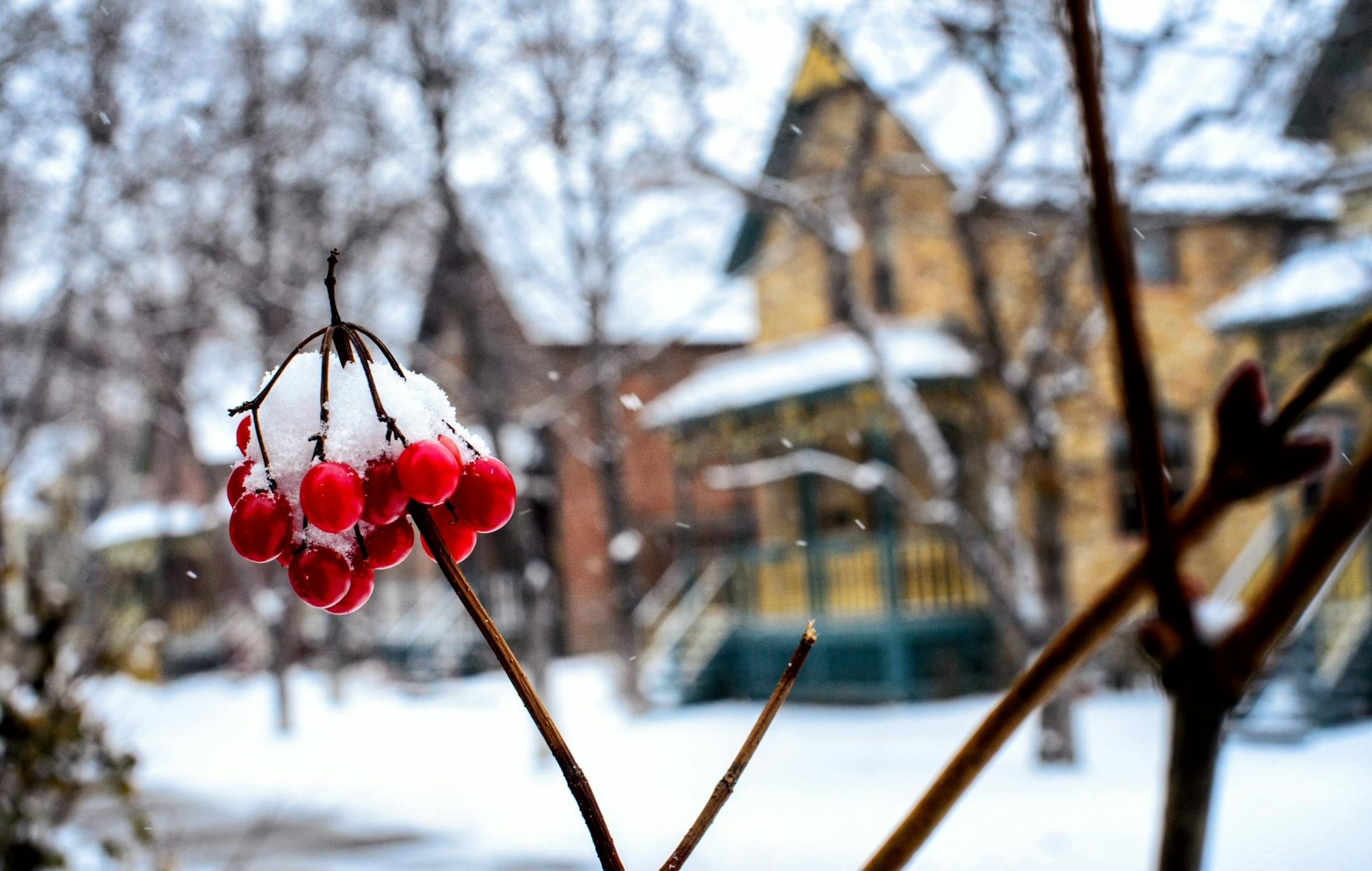 winter berries along Milwaukee Avenue.