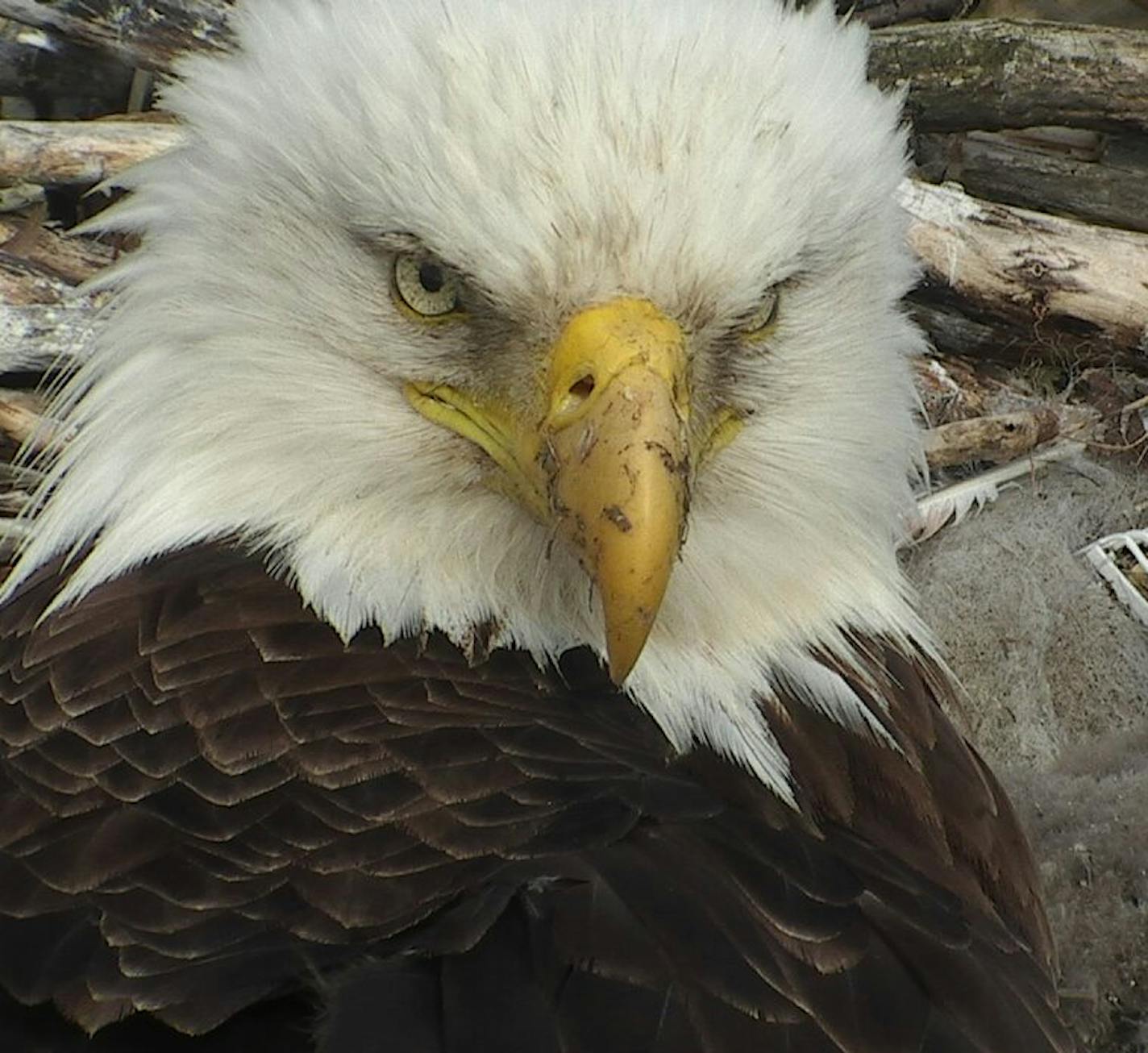 The female bald eagle, 2016.