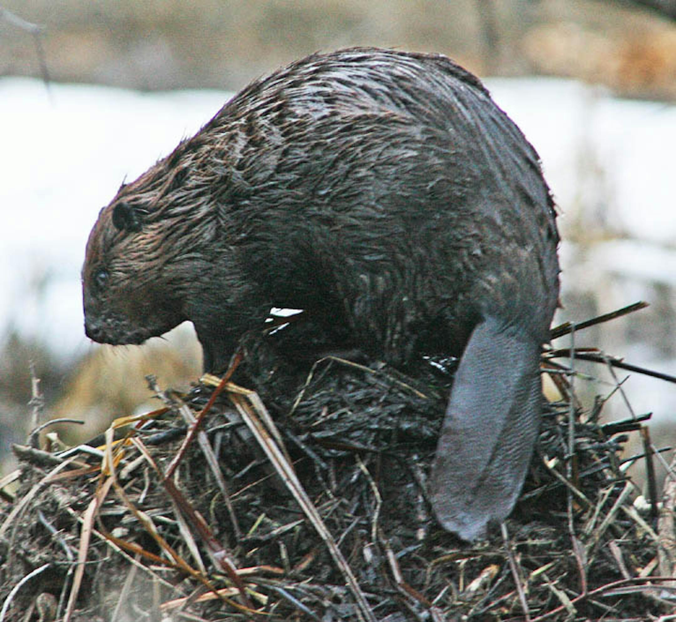 A beaver added a layer of sticks bound together with mud atop its lodge in the refuge.