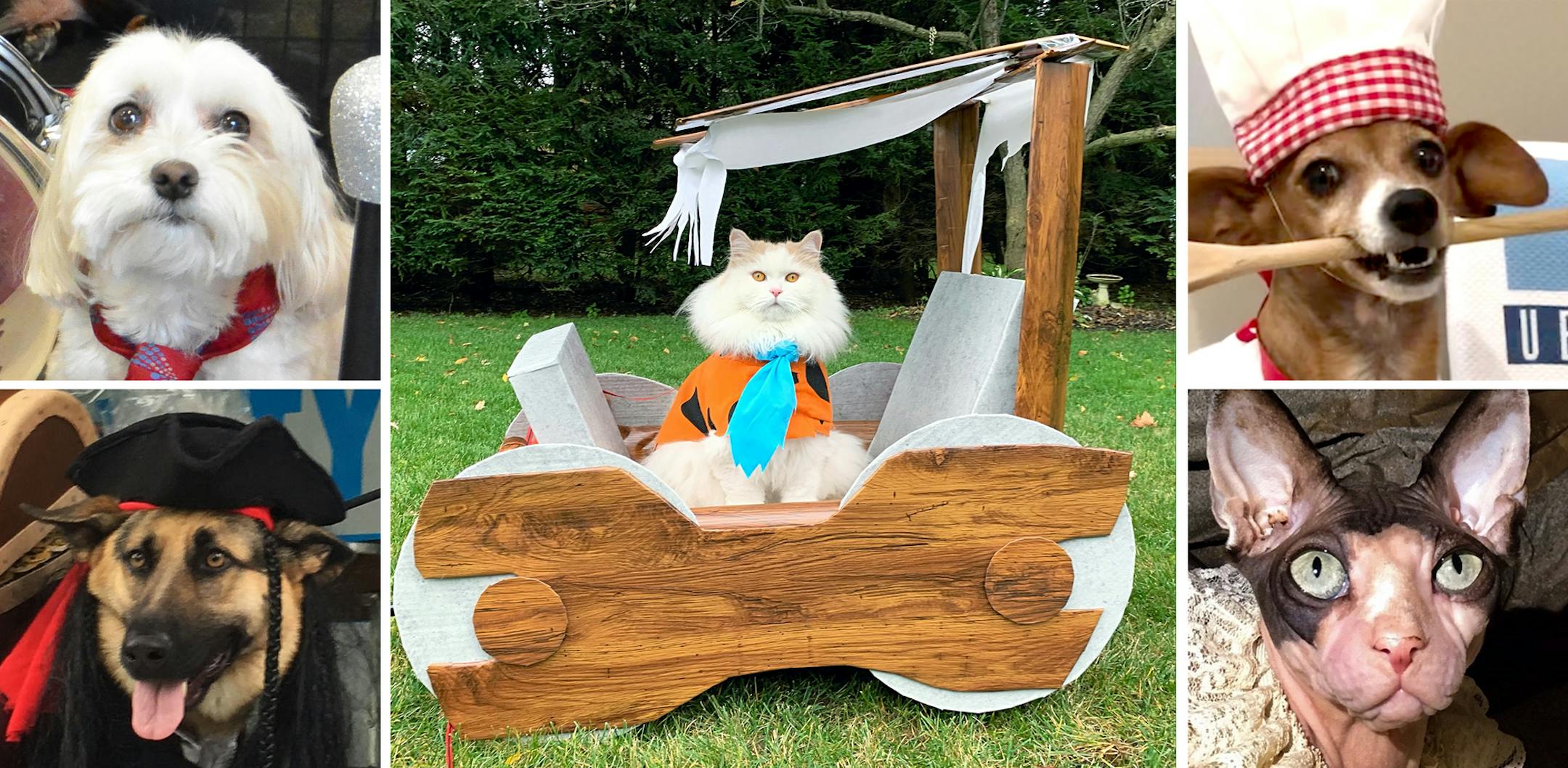 2019 Halloween Pet Costume Contest winners