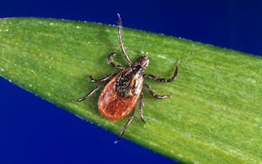 This undated photo provided by the U.S. Centers for Disease Control and Prevention (CDC) shows a blacklegged tick - also known as a deer tick. With a