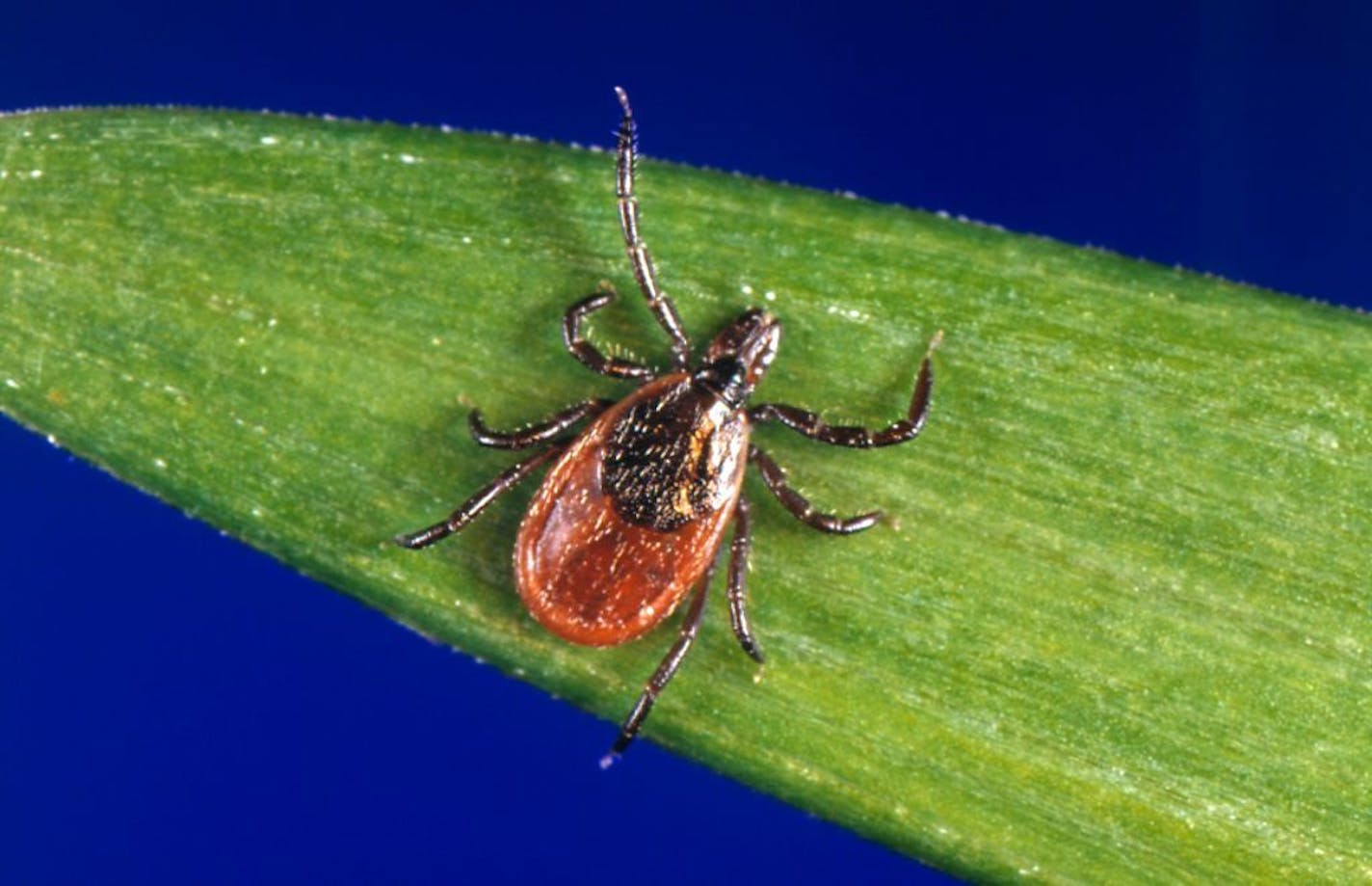 This undated photo provided by the U.S. Centers for Disease Control and Prevention (CDC) shows a blacklegged tick - also known as a deer tick. With a bumper crop of blacklegged ticks possible this season, researchers in a Lyme disease-plagued part of New York's Hudson Valley are tackling tick problems across entire neighborhoods with fungal sprays and bait boxes.