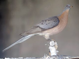 This preserved passenger pigeon, held by the Great Smoky Mountains National Park, is shown Thursday, Sept. 4, 2003, in Knoxville, Tenn., during the un