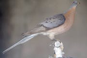 This preserved passenger pigeon, held by the Great Smoky Mountains National Park, is shown Thursday, Sept. 4, 2003, in Knoxville, Tenn., during the un