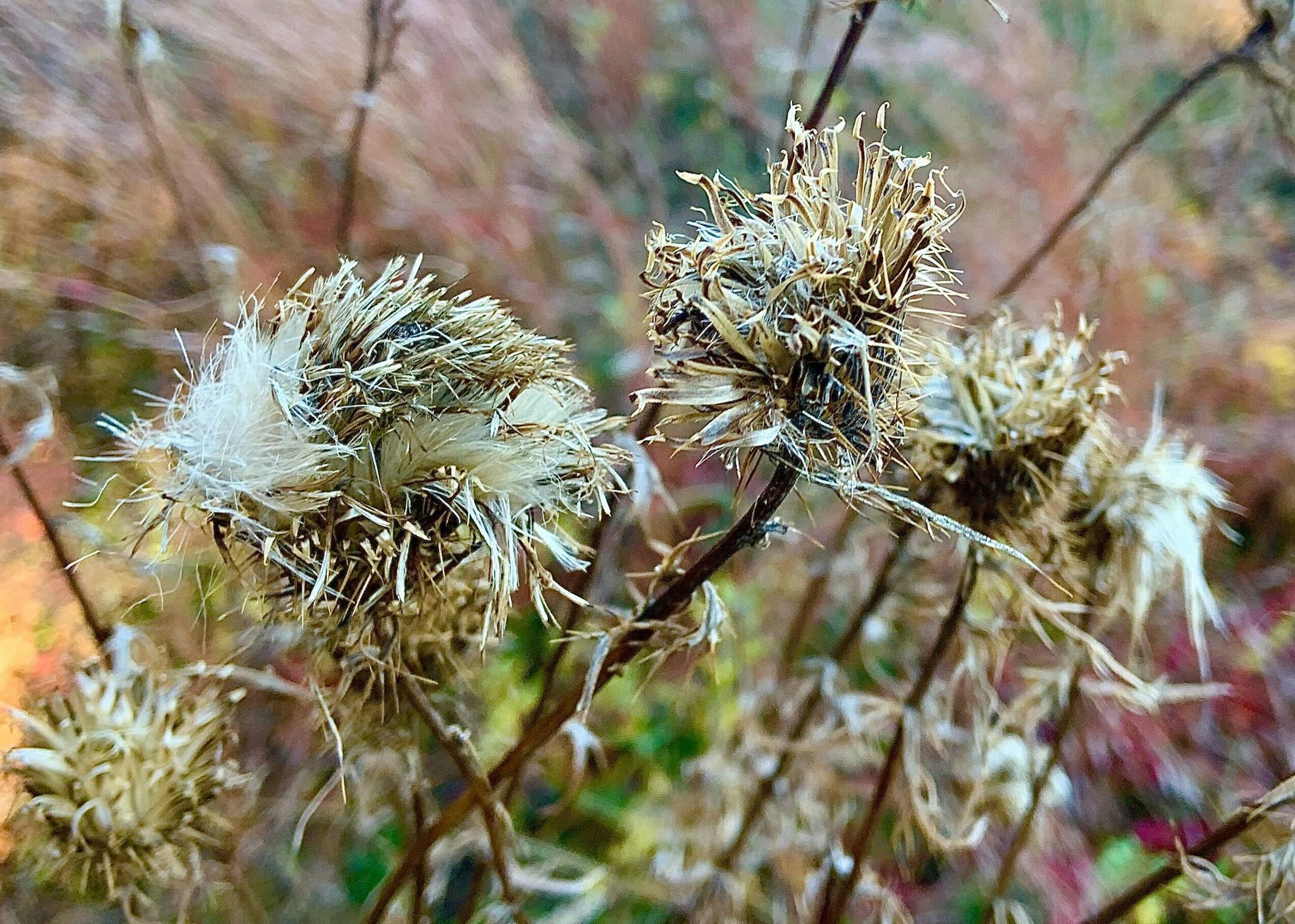 What remains of global thistle amid the prairie grass.