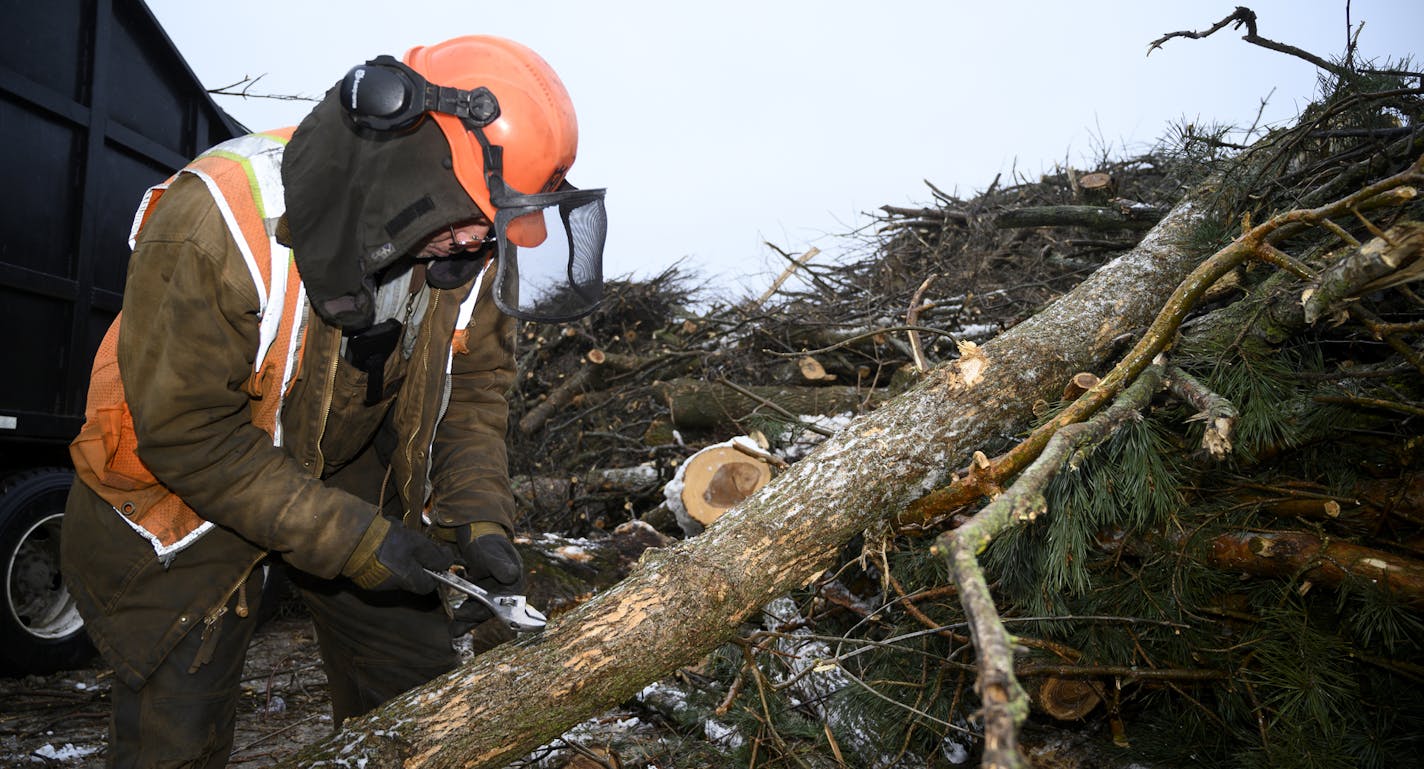 Arborist Tim Walsh used a wrench to remove bark from wood infected with Emerald Ash Borer Wednesday afternoon. ] Aaron Lavinsky &#x2022; aaron.lavinsky@startribune.com U.S. Rep. Betty McCollum and others spoke about the increasing challenge of getting rid of waste from trees affected with Emerald Ash Borer as the disease spreads across the state, killing more and more trees. St. Paul's District Energy currently burns infected logs from several parts of the metro, using the energy to heat much of