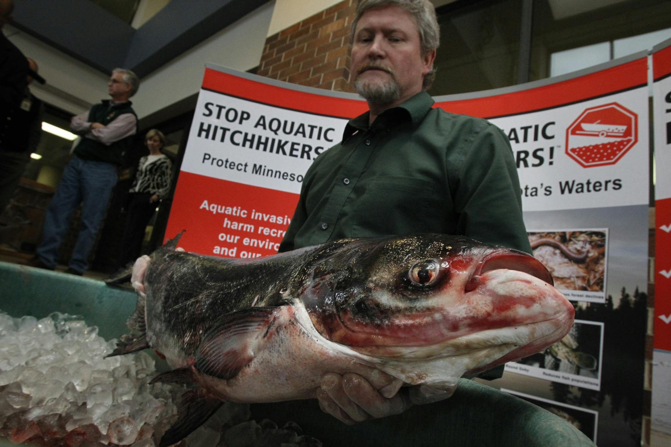 Brad Parsons of the DNR talked about a 27-pound bighead carp that was caught in the St. Croix River on Monday, April 18 by a commercial fisherman . The fish was caught near the U.S. Highway 10 bridge near Prescott, Wis. The fish was 34 inches long and about five years old.