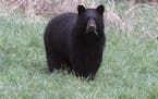 FILE - In this April 22, 2012 file photo, a black bear grazes in a field in Calais, Vt. A black bear attacked a 19-year-old staffer at a Colorado camp