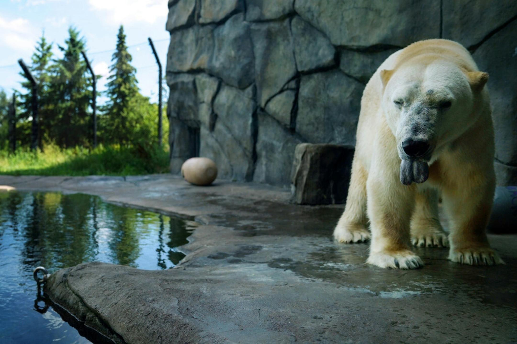 Buzz on July 29, the day the Como Park Zoo reopened after a closure due to COVID-19. Buzz died of neurological issues this week.