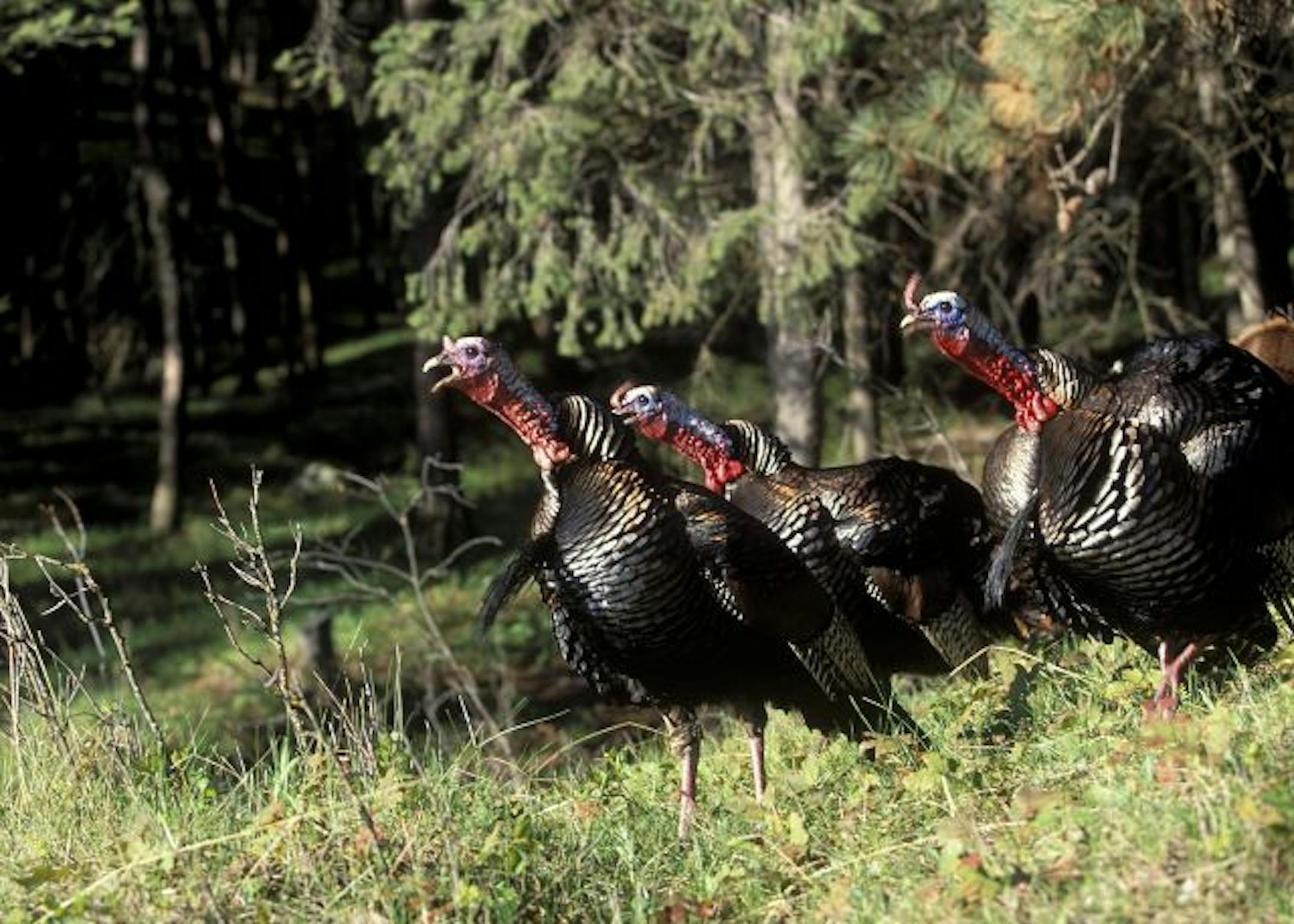 The wild turkey population is estimated at 75,000 in Minnesota, but only 15,000 hunters are expected to bag one this year.