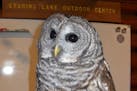 Shhh: Meet Whisper, the newly named barred owl in the Eden Prairie Outdoor Center.