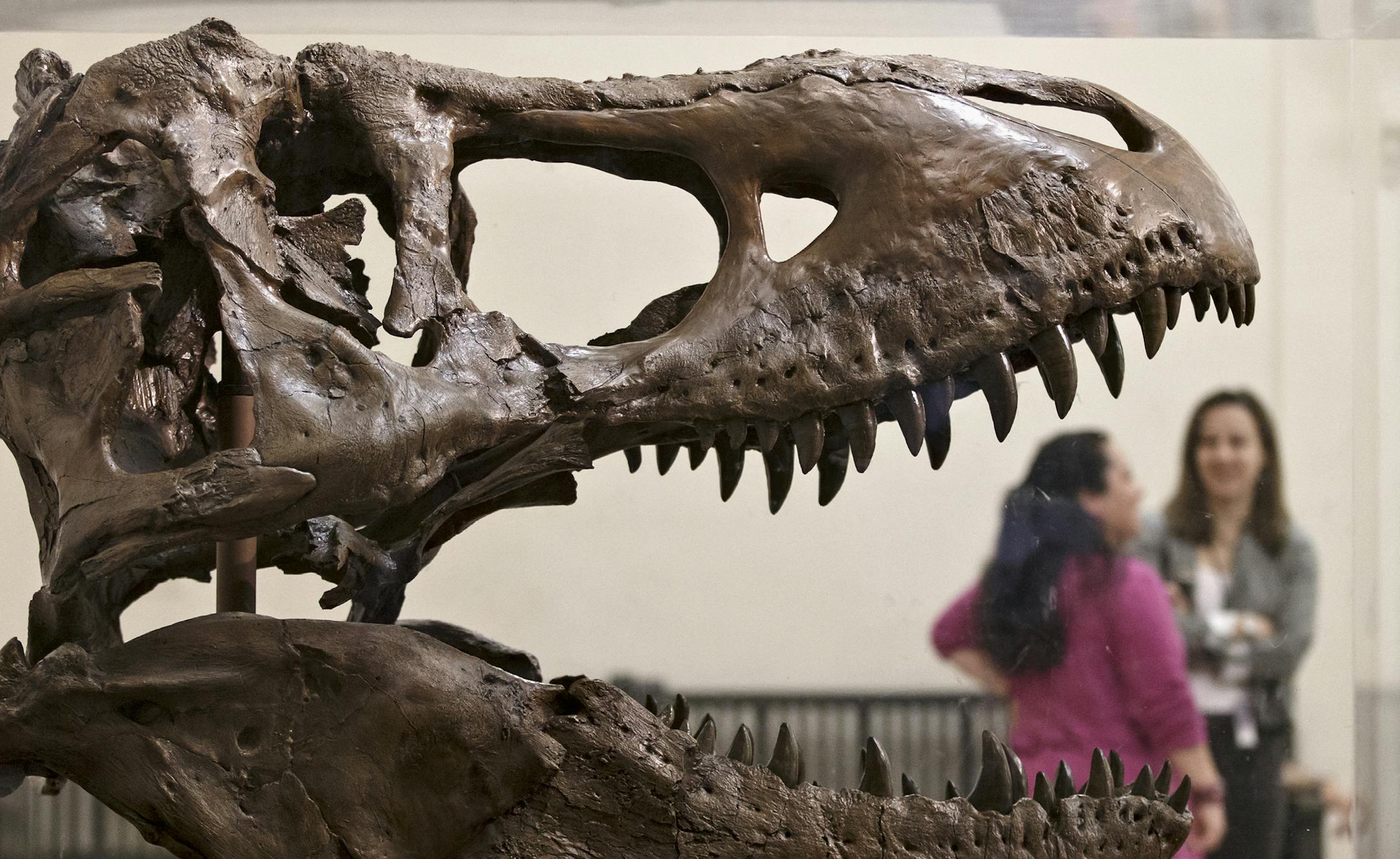 A cast of a Tyrannosaurus rex discovered in Montana greets visitors as they enter the Smithsonian Museum of Natural History in Washington, Tuesday, April 15, 2014. The original fossilized bones of this T. rex arrived at the museum Tuesday and will be reassembled for display. (AP Photo/J. Scott Applewhite)
