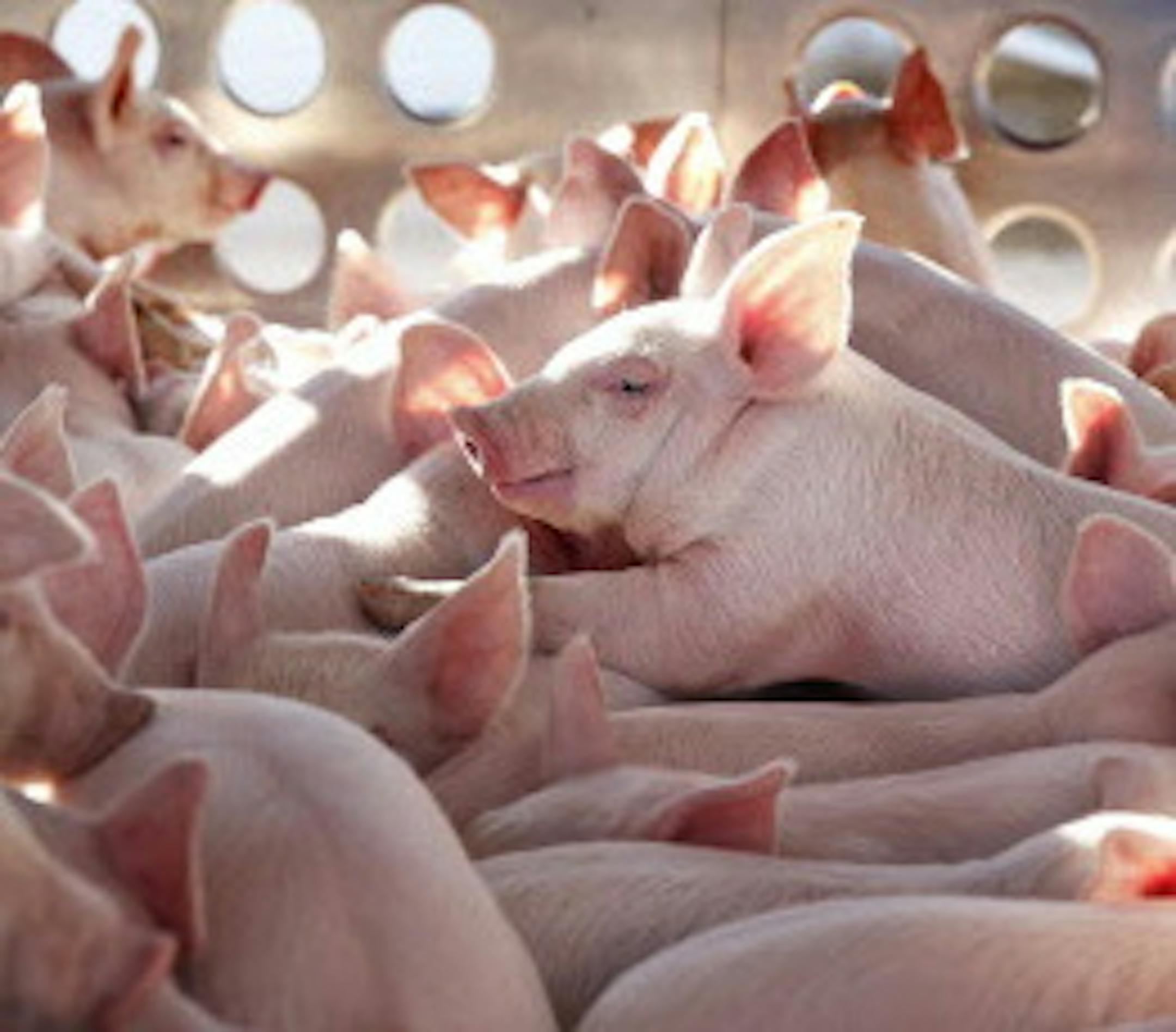 At the Cargill pig farm in Dalhart, Texas, young piglets, at about twenty six days, 12-15 lbs, are shipped out to a transfer facility. They they will be raised by farmers until they reach a market weight of about 270-290 lbs.]richard.tsong-taatarii/rtsong-taatarii@startribune.com ORG XMIT: MIN1405281124121823