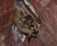 Saturday&#x2019;s event gave bats a hand, which some of them need. This is a northern long-eared bat, recently added to the threatened species list.