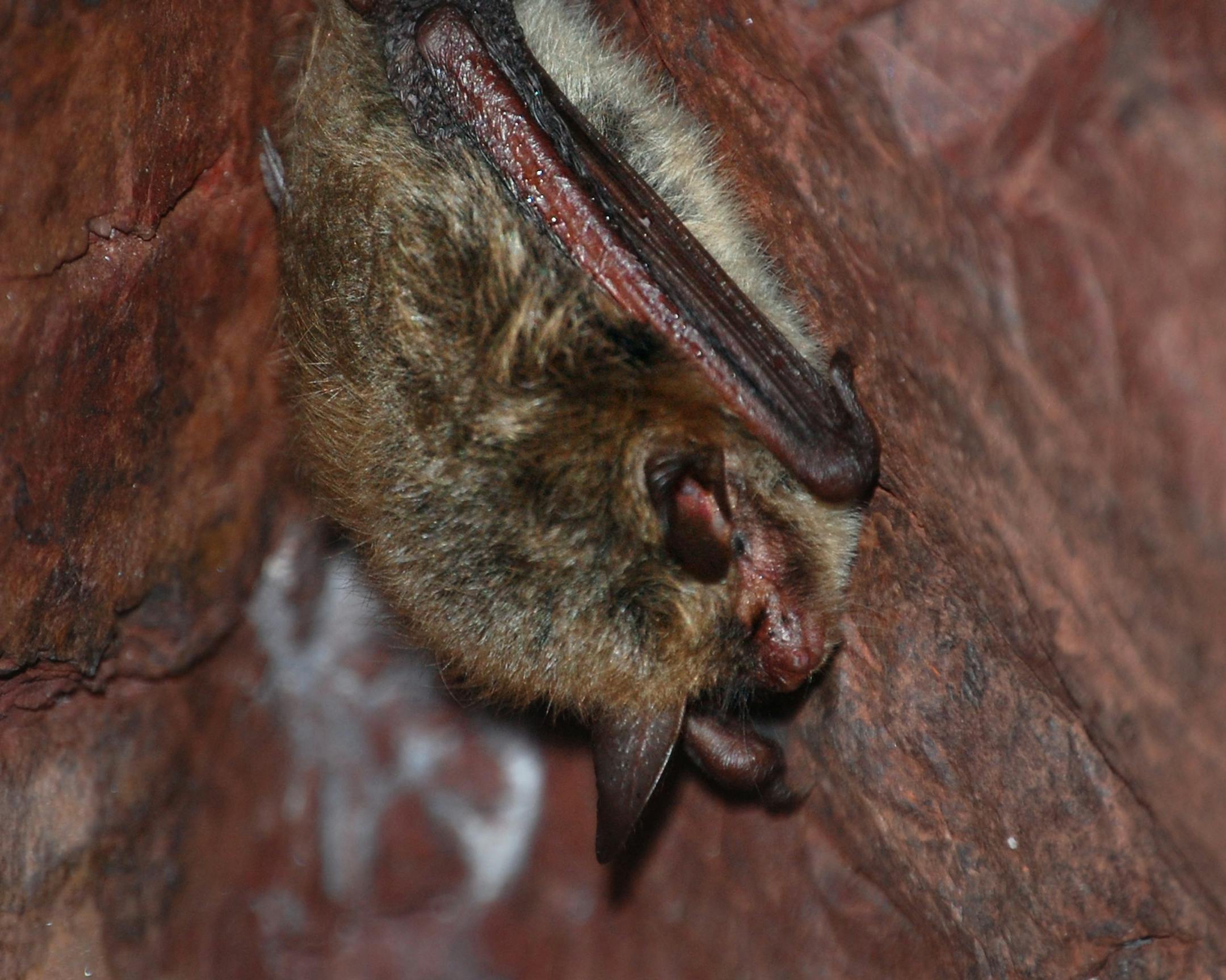 Saturday&#x2019;s event gave bats a hand, which some of them need. This is a northern long-eared bat, recently added to the threatened species list.
