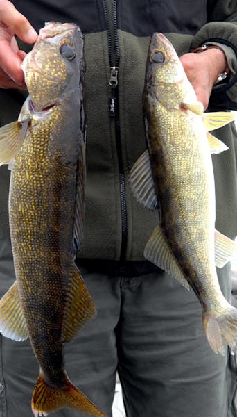 A pair of walleyes that could go in the live well. Both were outside the protected slot on Cedar Lake, in Wisconsin. ORG XMIT: MIN2013050214520654