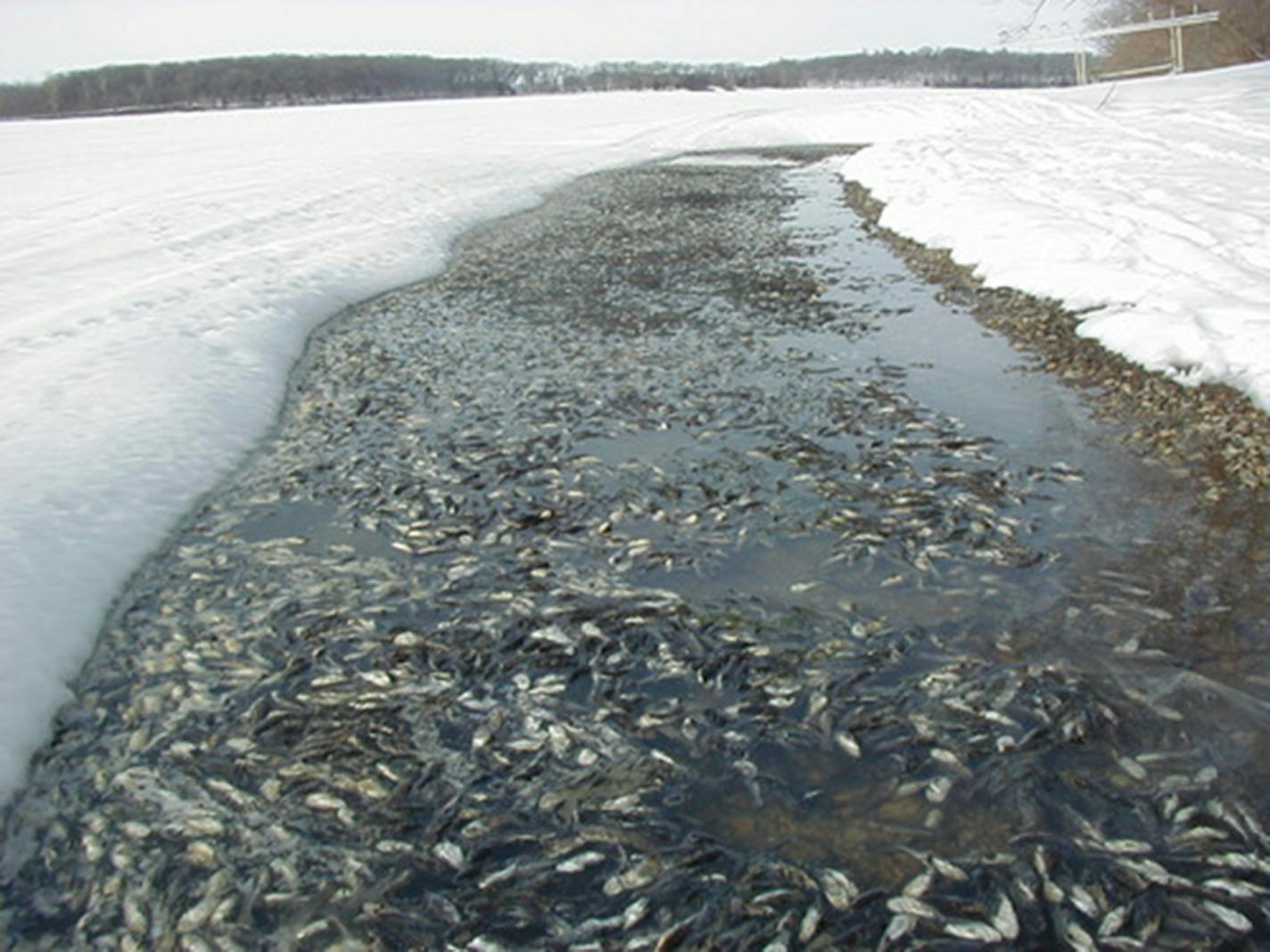 Large fish kills can occur in winters when deep snow piles on top of lake ice, reducing the oxygen fish need. DNR fisheries officials are worriedabout large fish dieoffs in some lakes this winter.