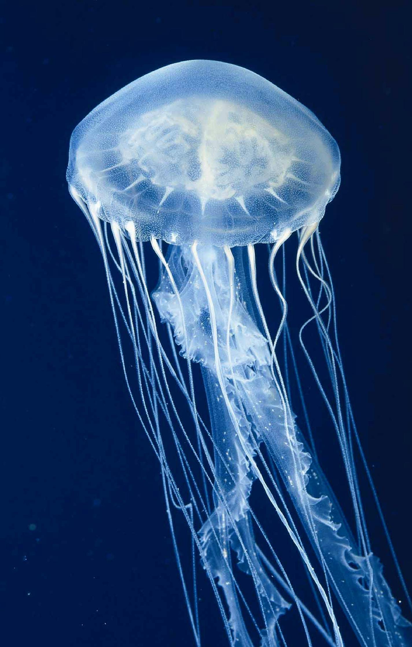 The Atlantic sea nettle, Chrysaora quinquecirrha, in an undated handout photo. In a series of new studies, researchers have found that there is far more complexity and nuance to a jellyfish than meets the eye. (George Grall/National Aquarium via The New York Times) -- MAGS OUT/NO SALES; FOR EDITORIAL USE ONLY WITH STORY SLUGGED SCI JELLYFISH COMPLEXITY BY NATALIE ANGIER. ALL OTHER USE PROHIBITED. --