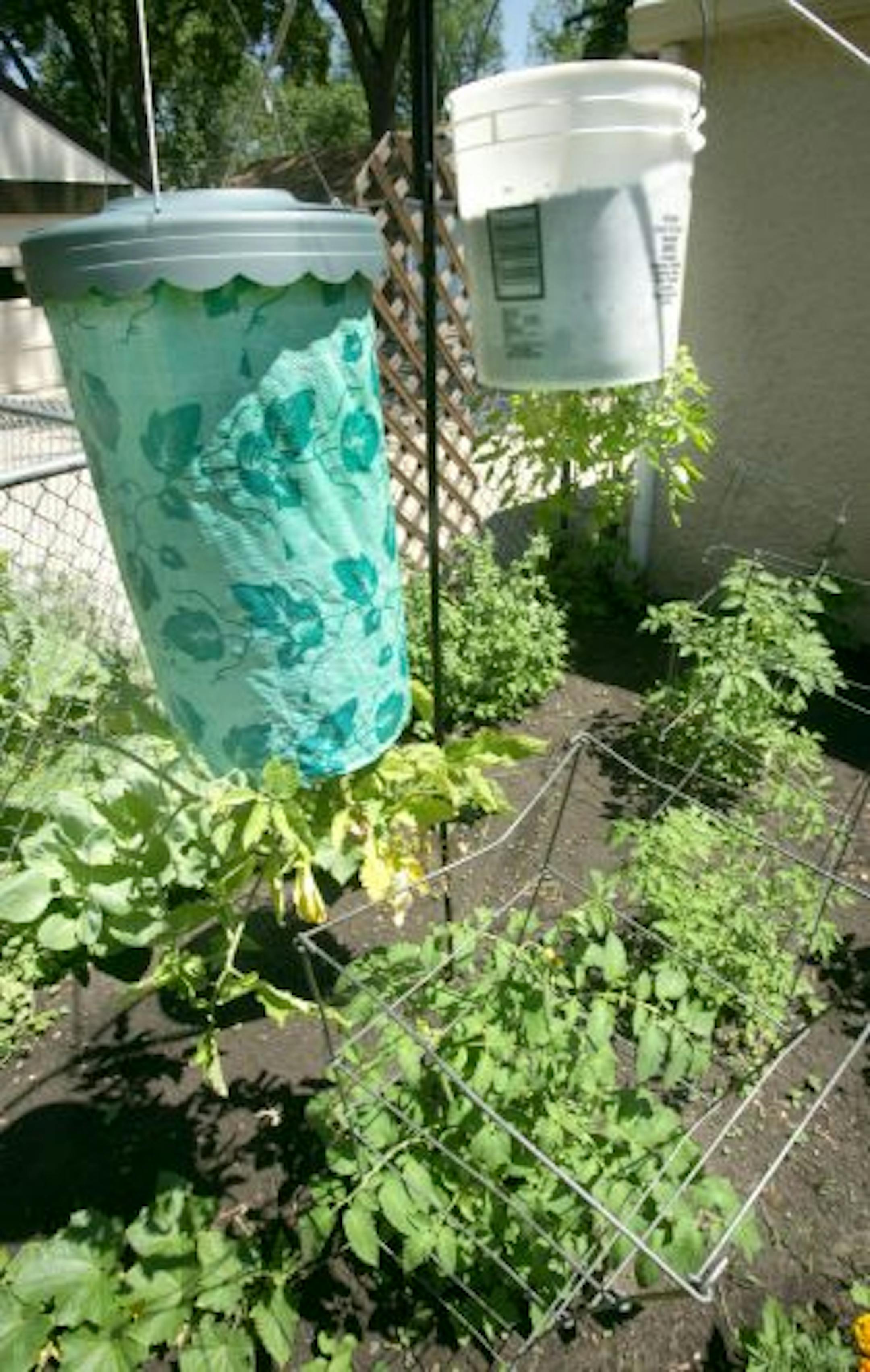 Fixit experimented with growing tomatoes three ways last summer: in the ground, in an ­upside-down planter called the Topsy Turvy and in a homemade version of the upside-down planter.