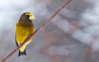 Male evening grosbeaks are distinct in their yellow.