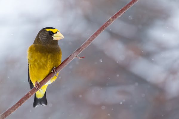 Male evening grosbeaks are distinct in their yellow.