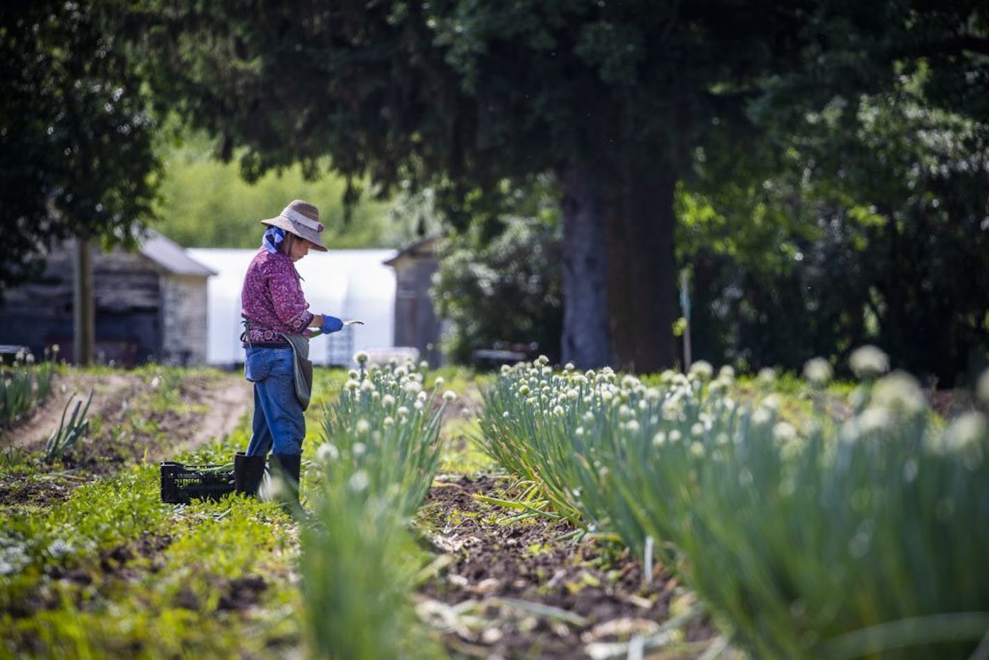 Population growth and farming in parts of Dakota County are already affecting the water table, local projections show. Above, Judy Yang harvested green onions bound for CSA boxes on her plot of land in Dakota County's Vermillion Township.