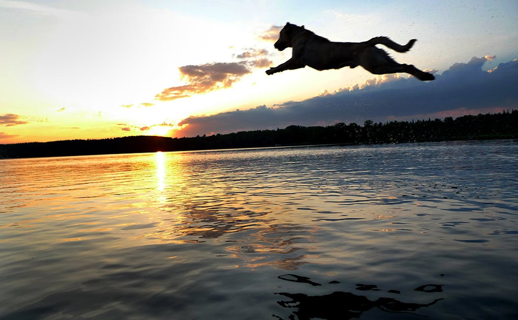 Even as the sun set on Eagle Lake, Albert never tired of launching himself from the dock to retrieve a ball.